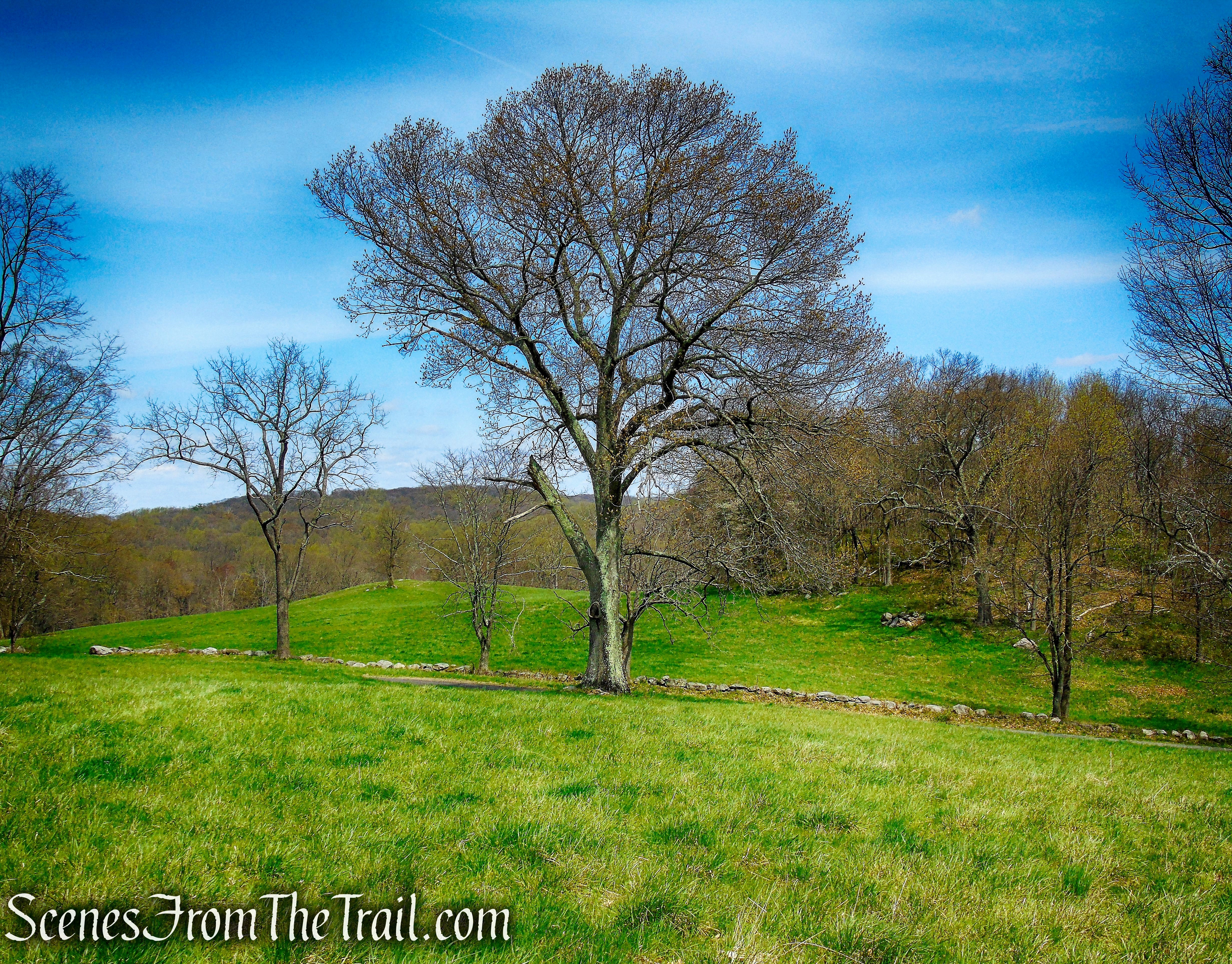 Cedar Hill - Rockefeller State Park Preserve