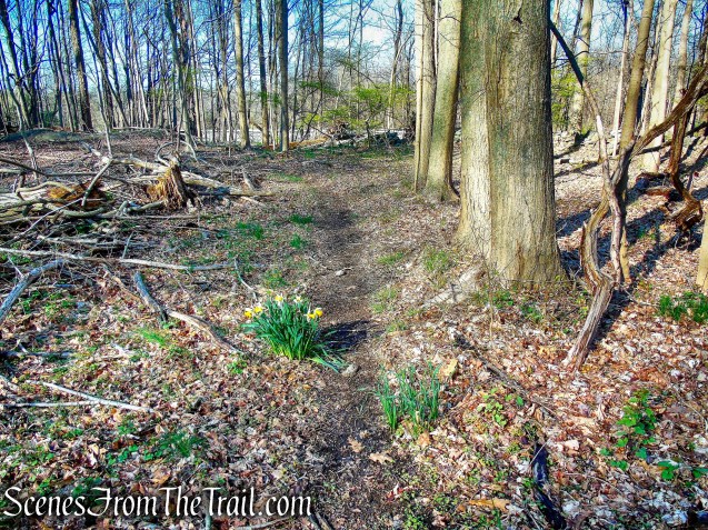 unmarked trail - French Hill Section