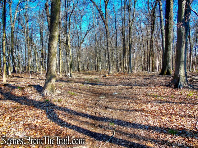 north-south woods road - French Hill Section
