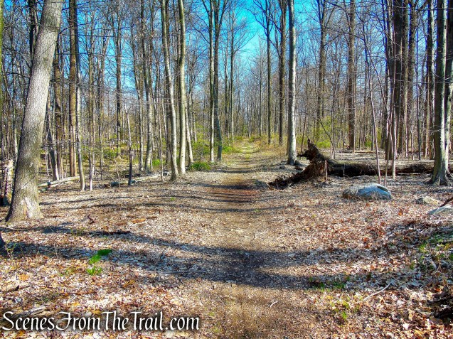 north-south woods road - French Hill Section