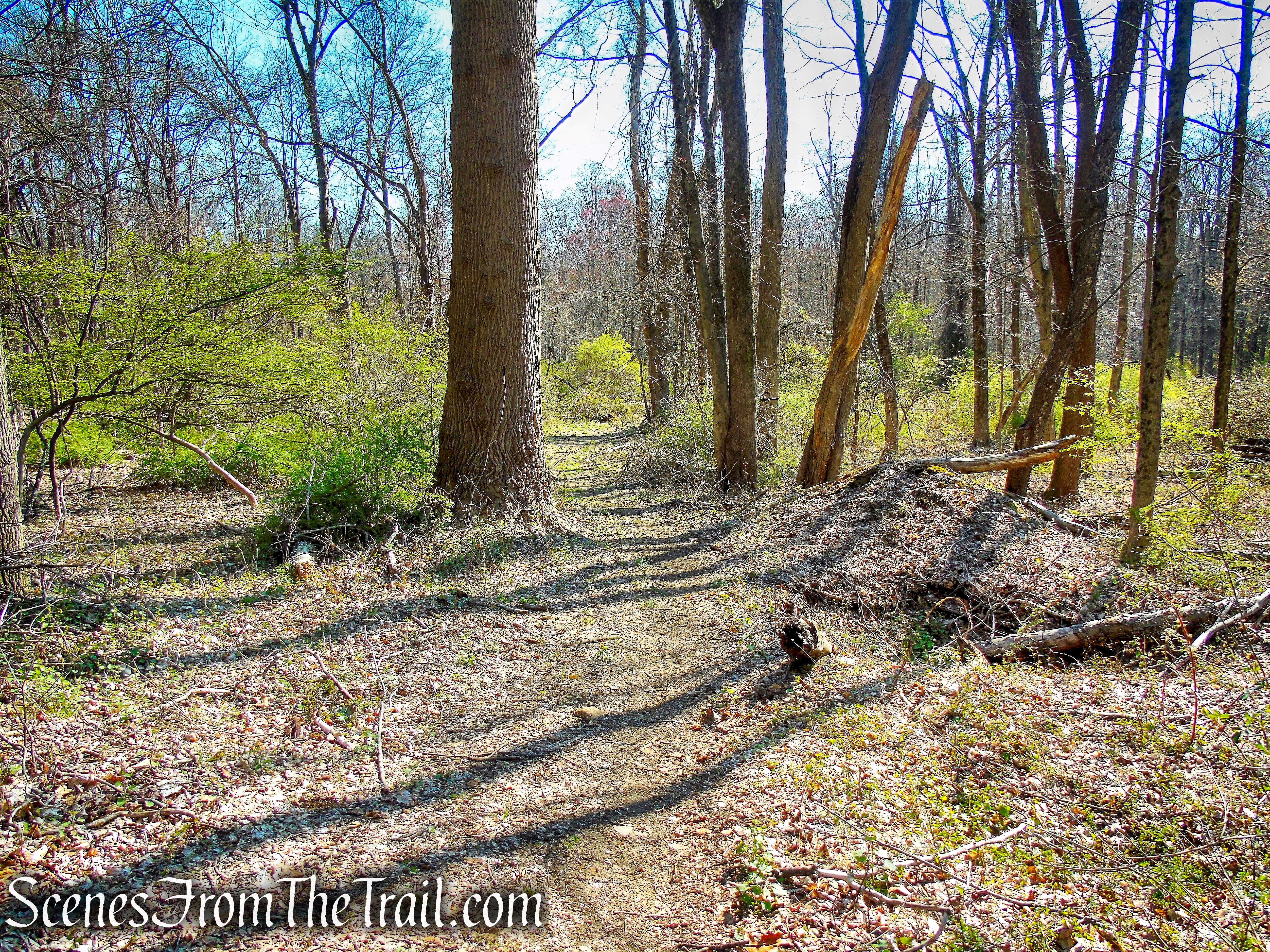 east-west woods road - French Hill Section