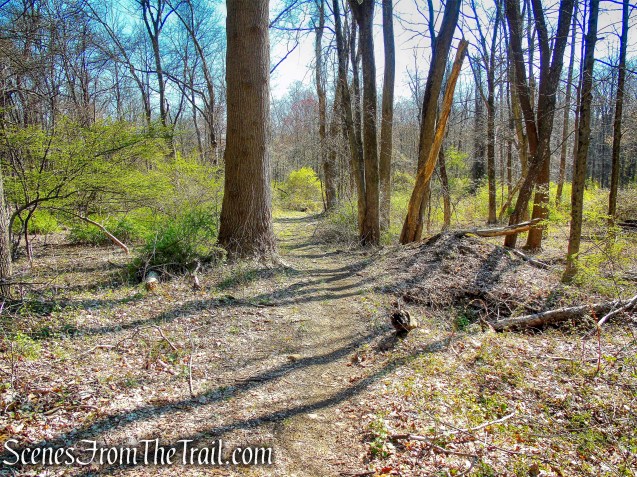 east-west woods road - French Hill Section