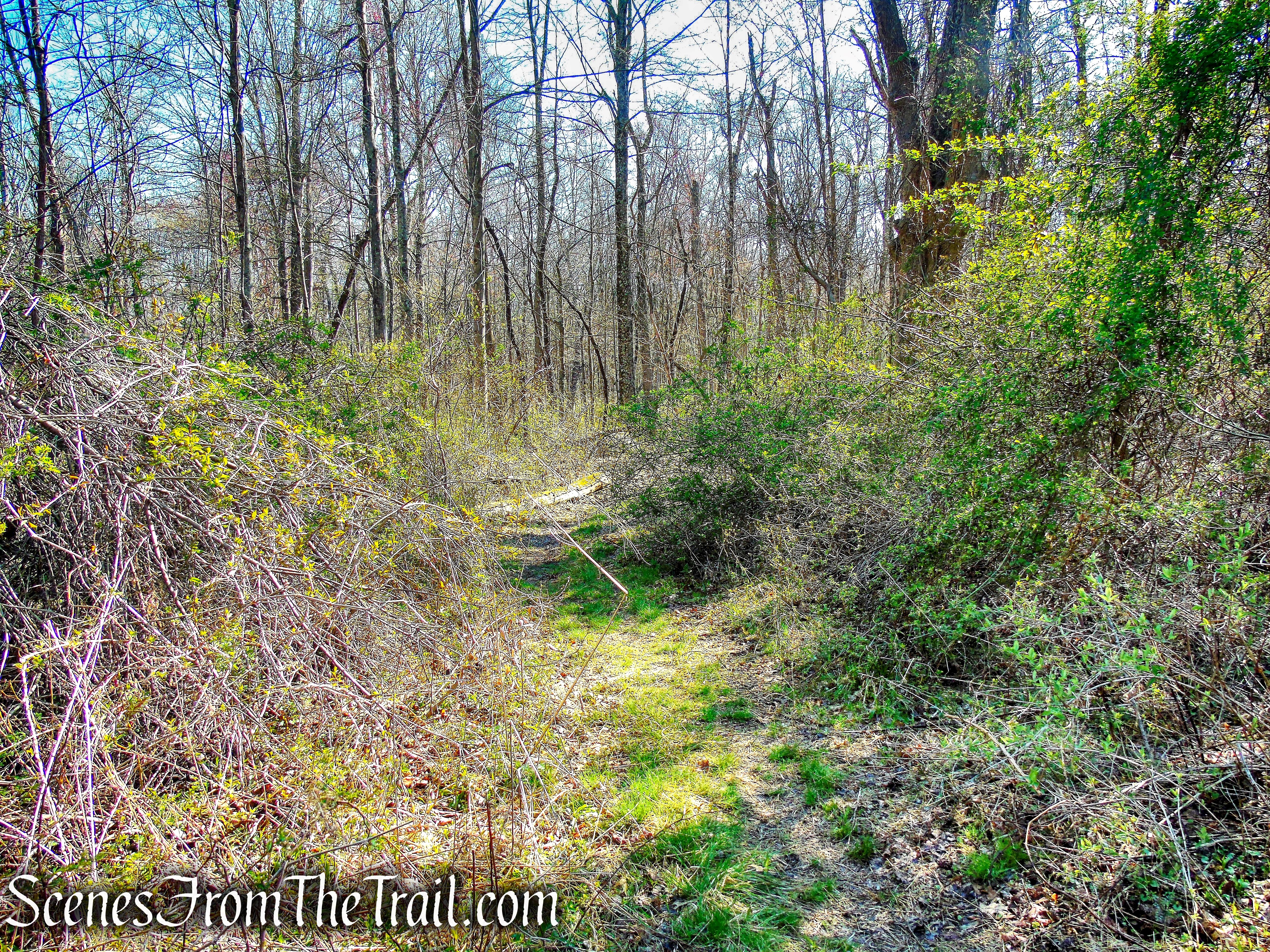 east-west woods road - French Hill Section