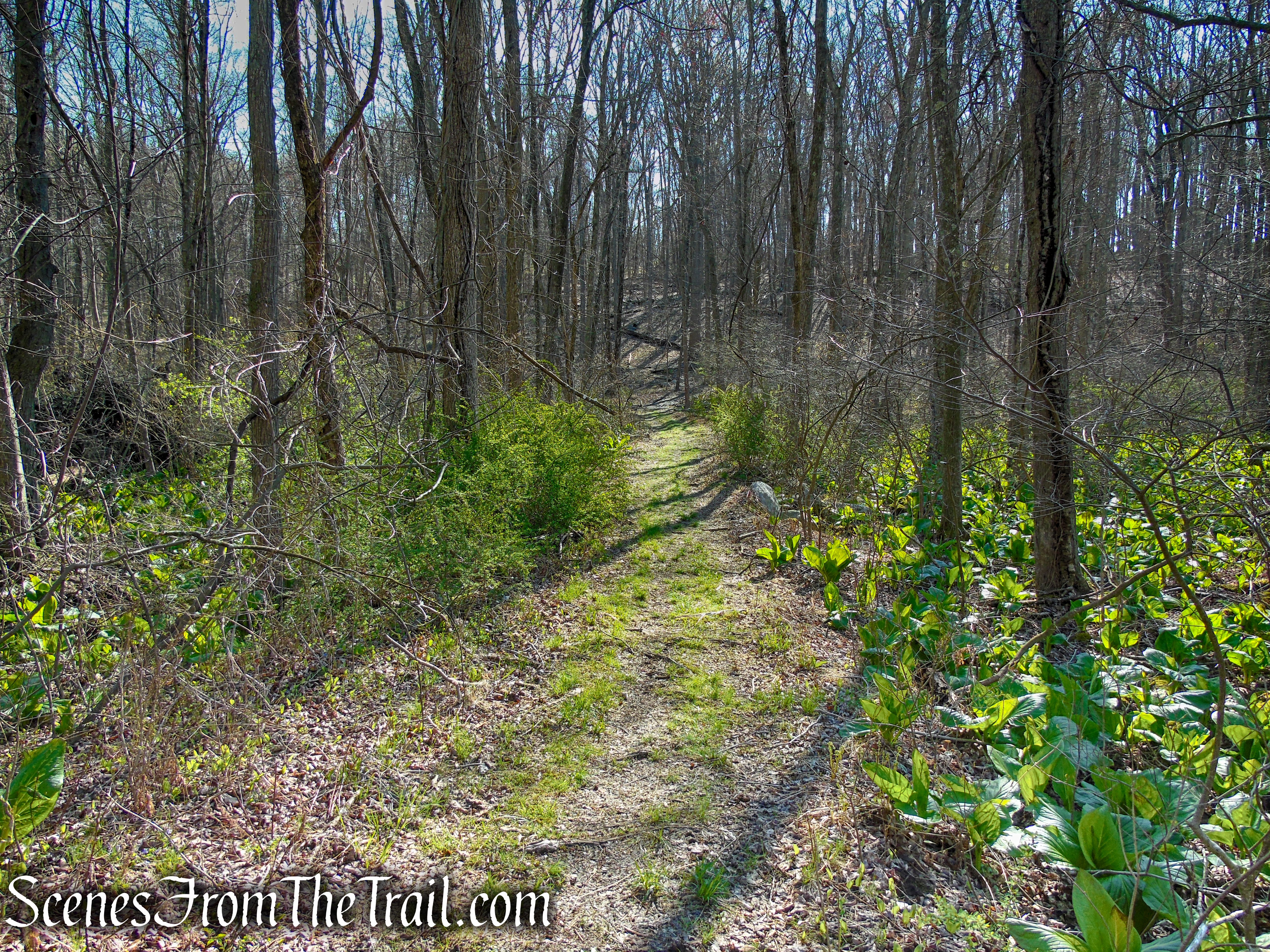 wetlands - French Hill Section