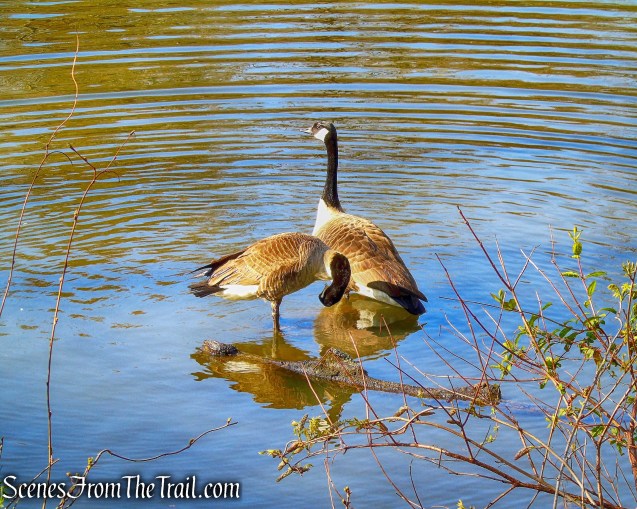 Geese - Halsey Pond Park