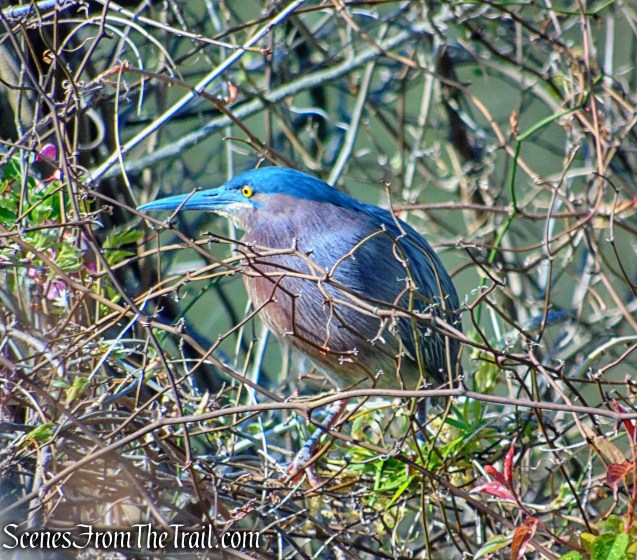 Green Heron - Halsey Pond Park