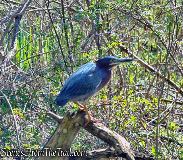 Green Heron - Great Hunger Memorial at V.E. Macy Park