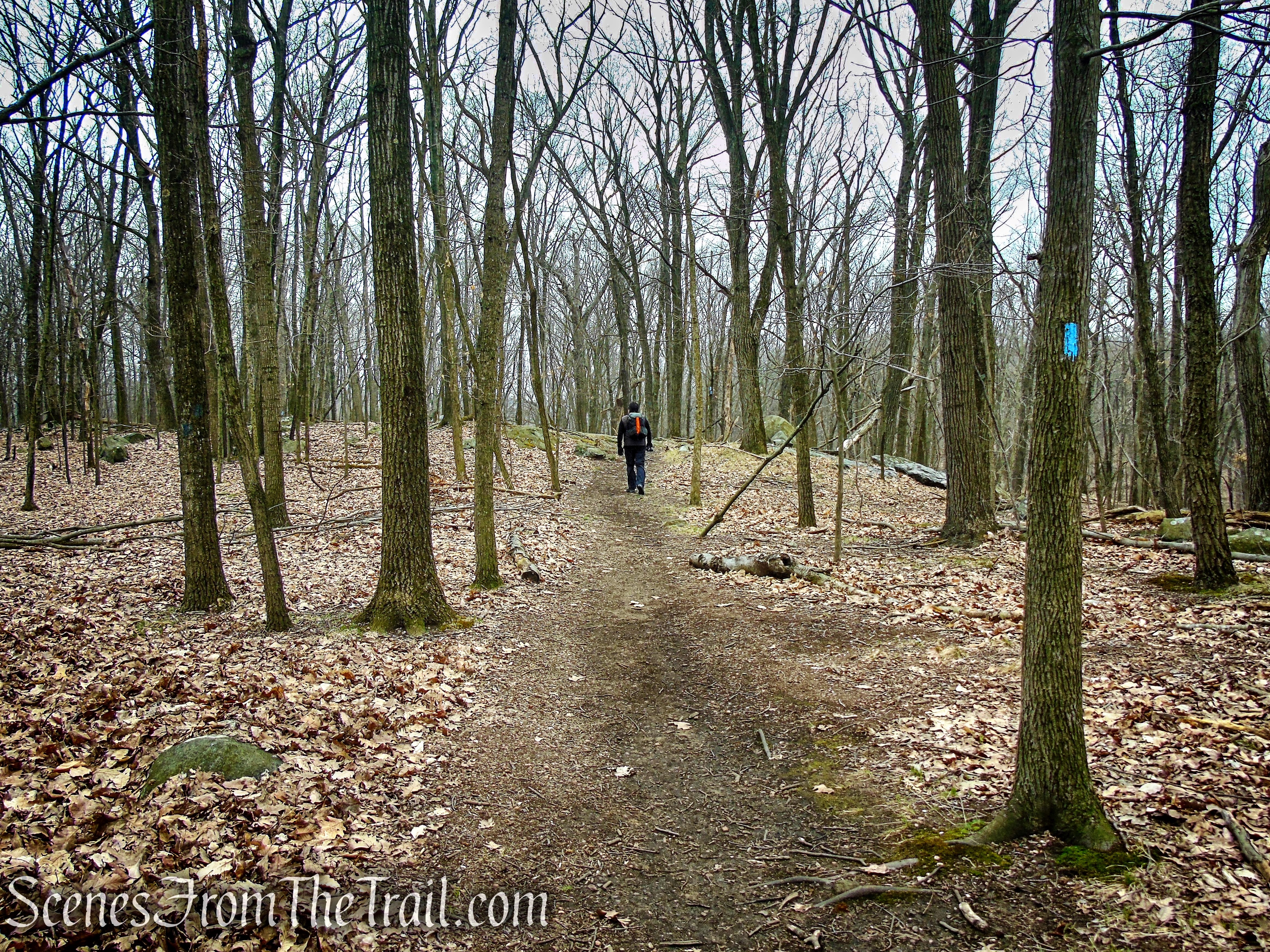 Taxter Ridge Park Preserve