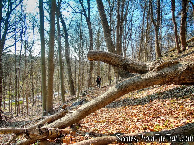 retrace steps to fallen tree