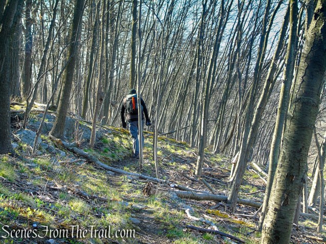 unmarked trail - French Hill Section