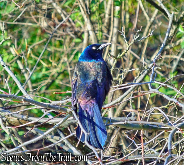 Common Grackle - Halsey Pond Park