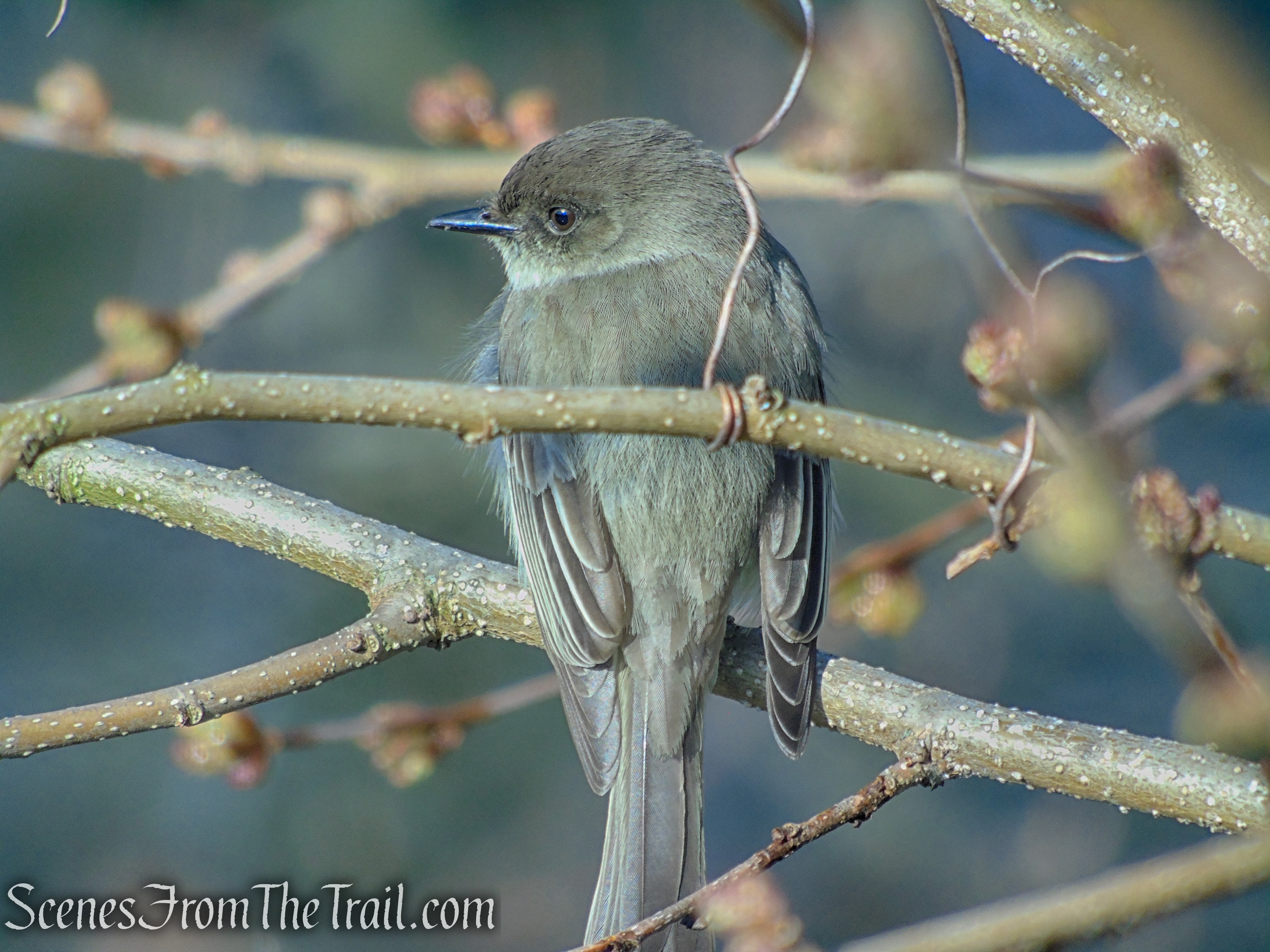 Grey Warbler - Halsey Pond Park