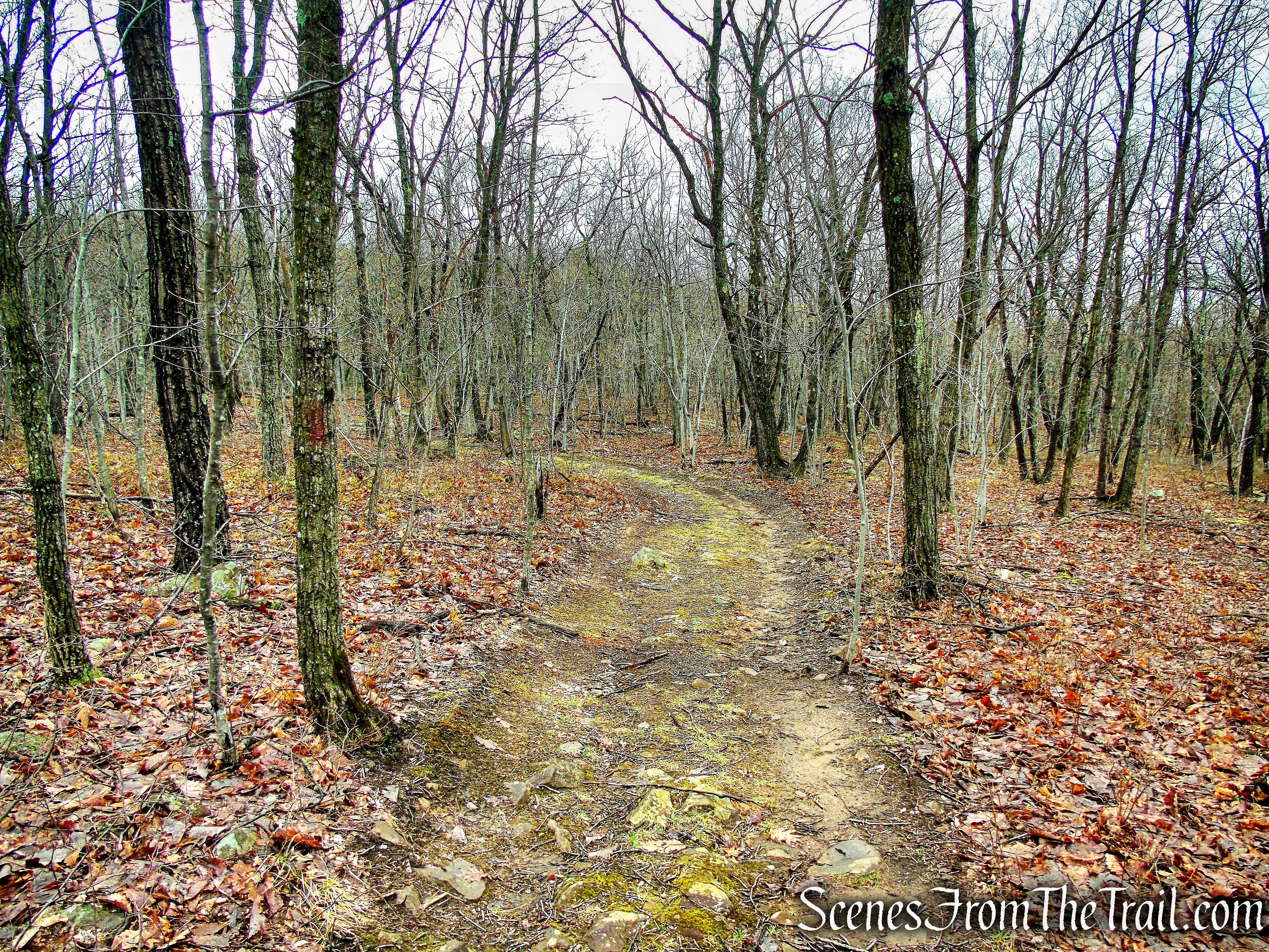 Red Trail - South Mountain