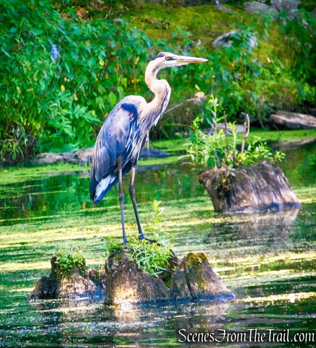 Great Blue Heron - Winding Hills Park