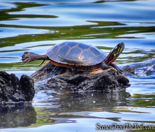 Diamond Lake - Winding Hills Park