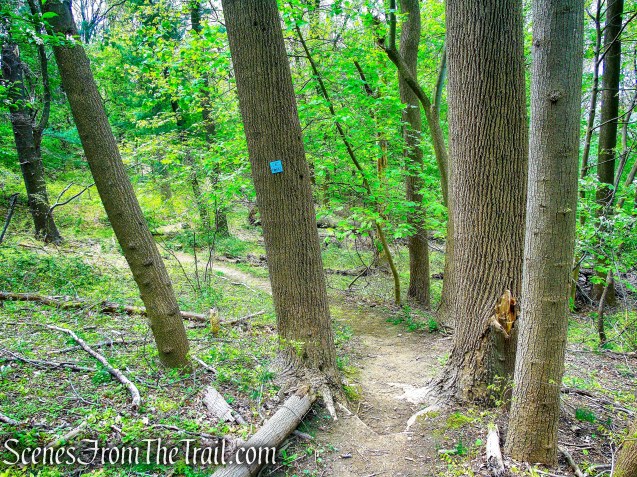 Blue Trail - Lenoir Preserve
