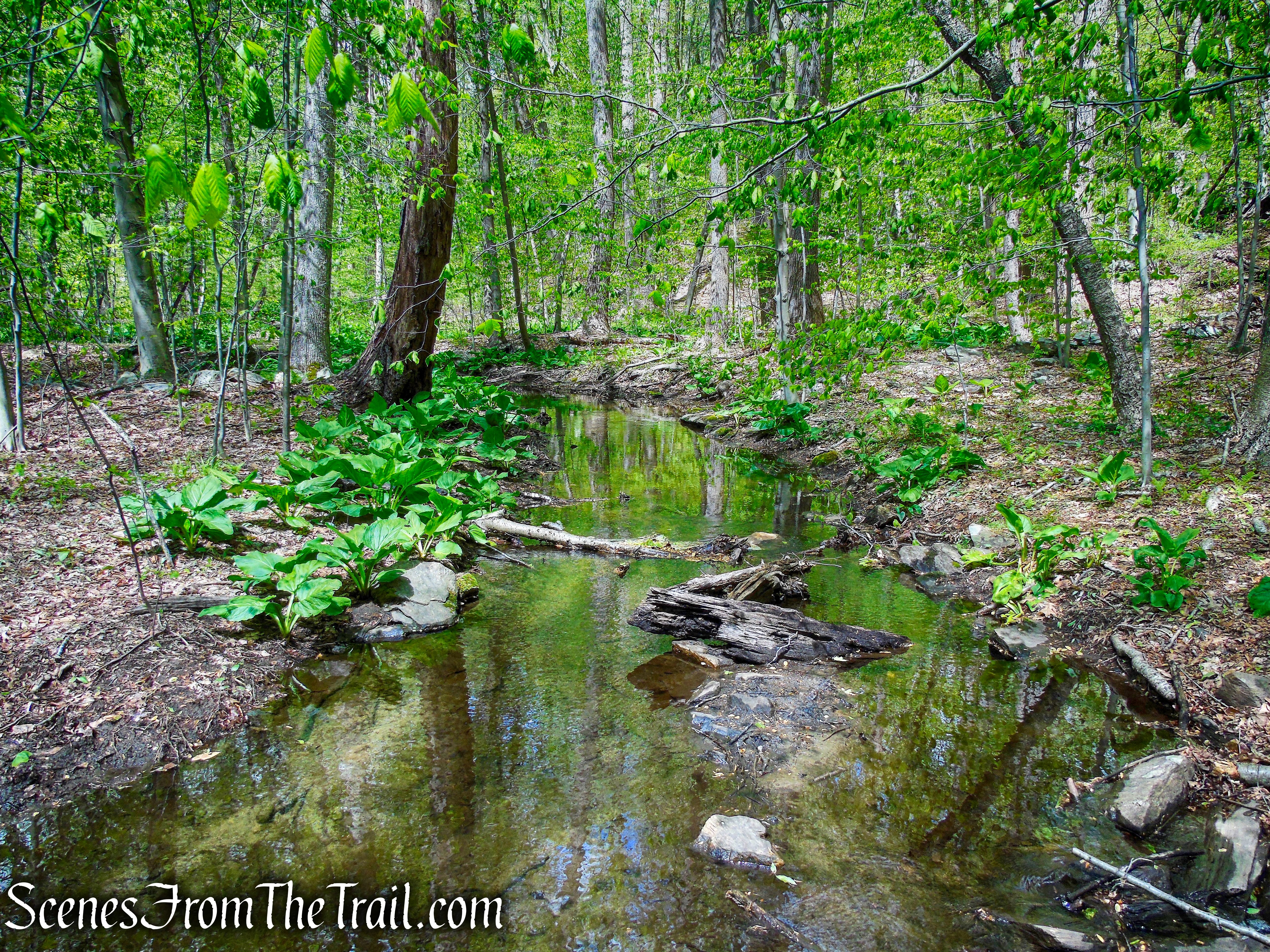 Yellow Trail - Silver Lake Preserve