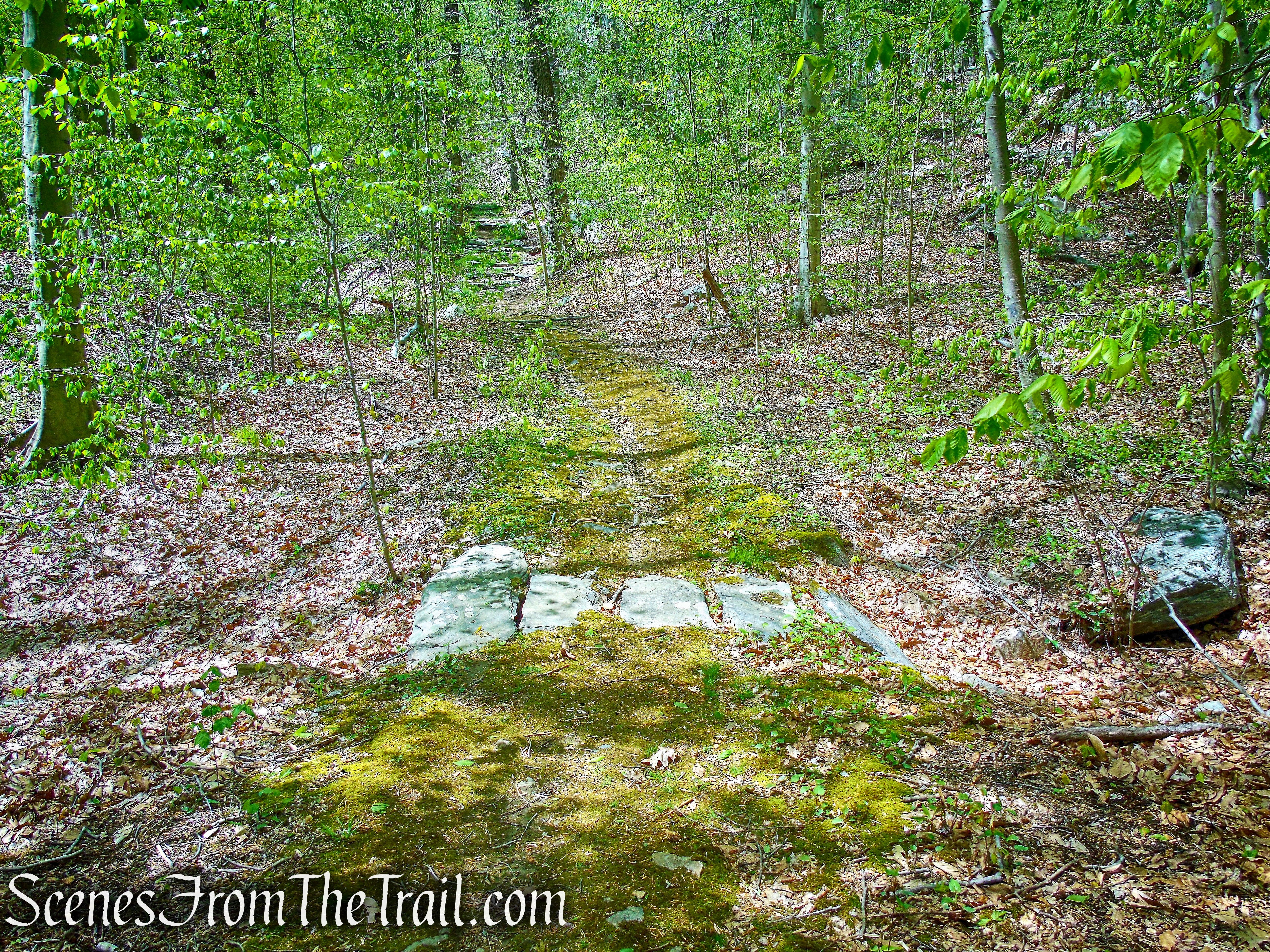 White Trail - Silver Lake Preserve 