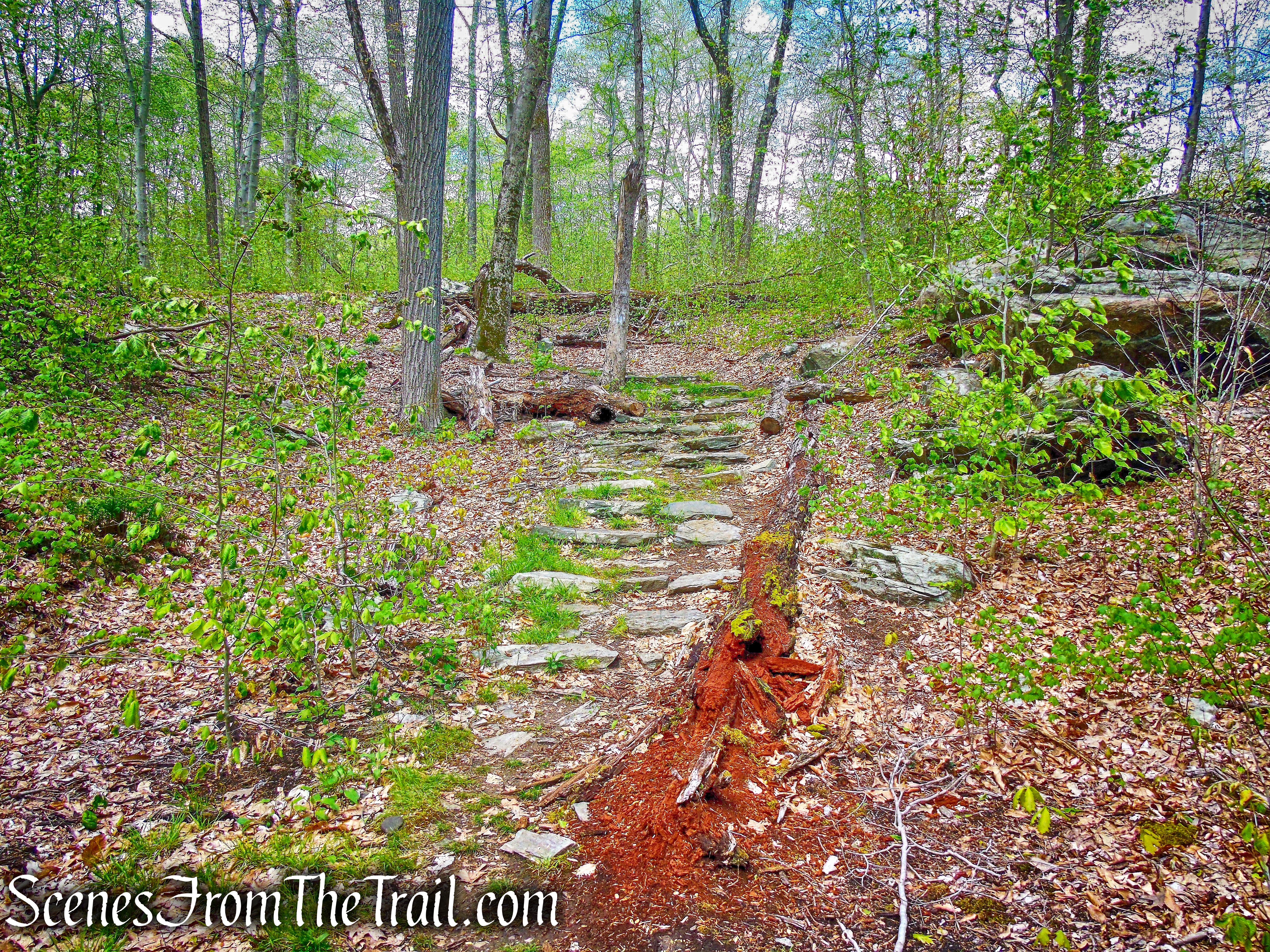 White Trail - Silver Lake Preserve 