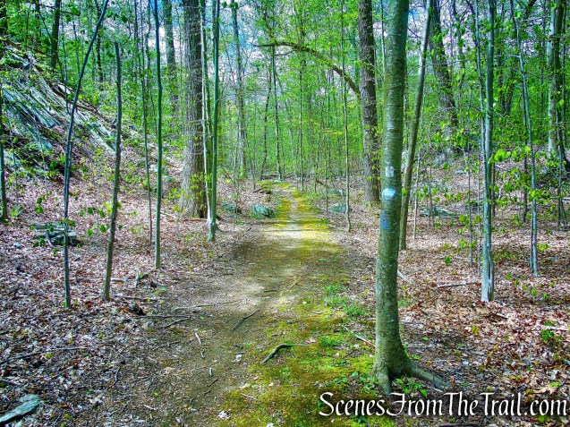 White Trail - Silver Lake Preserve 