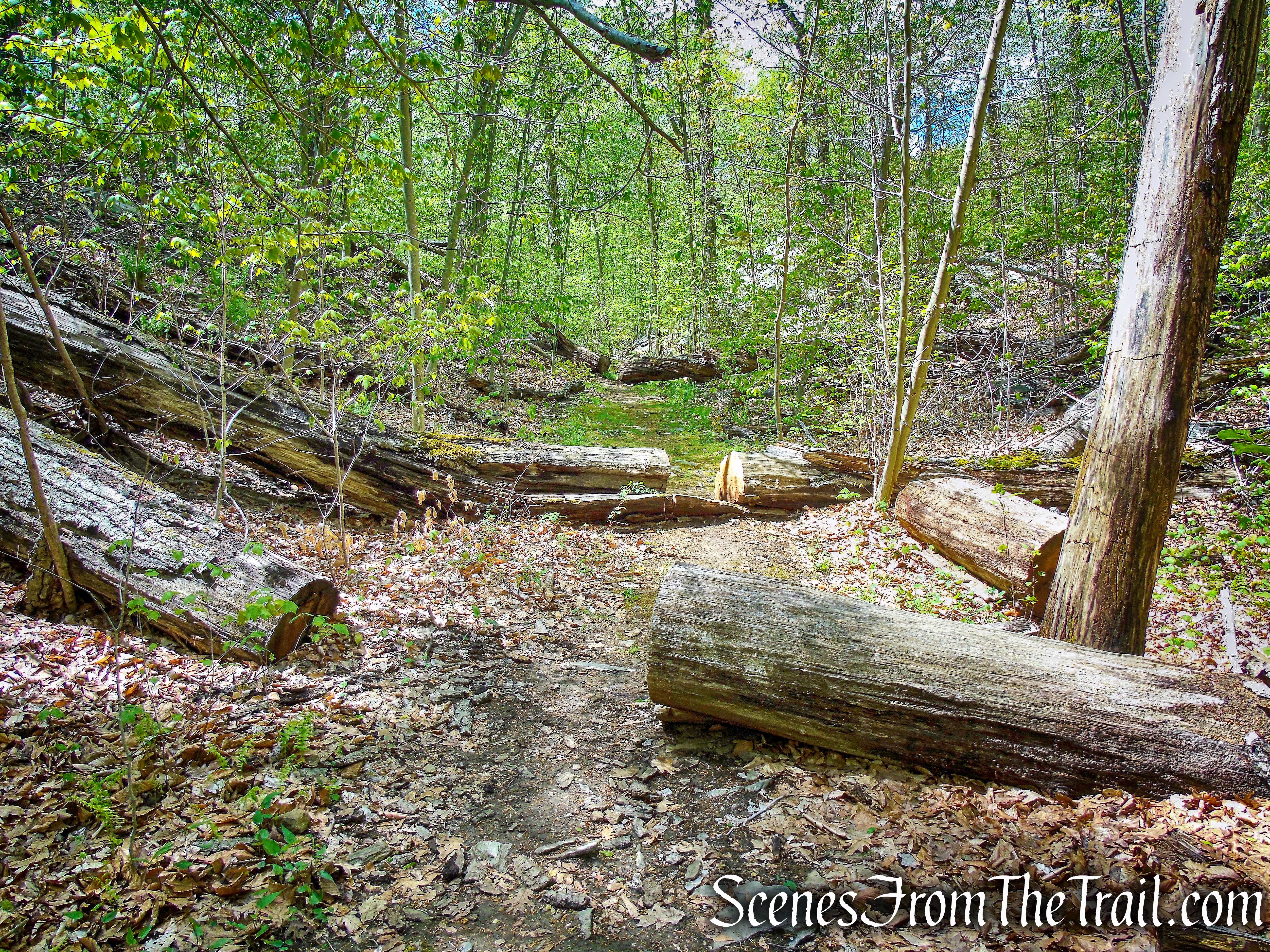 White Trail - Silver Lake Preserve 