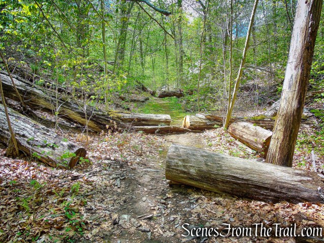 White Trail - Silver Lake Preserve 