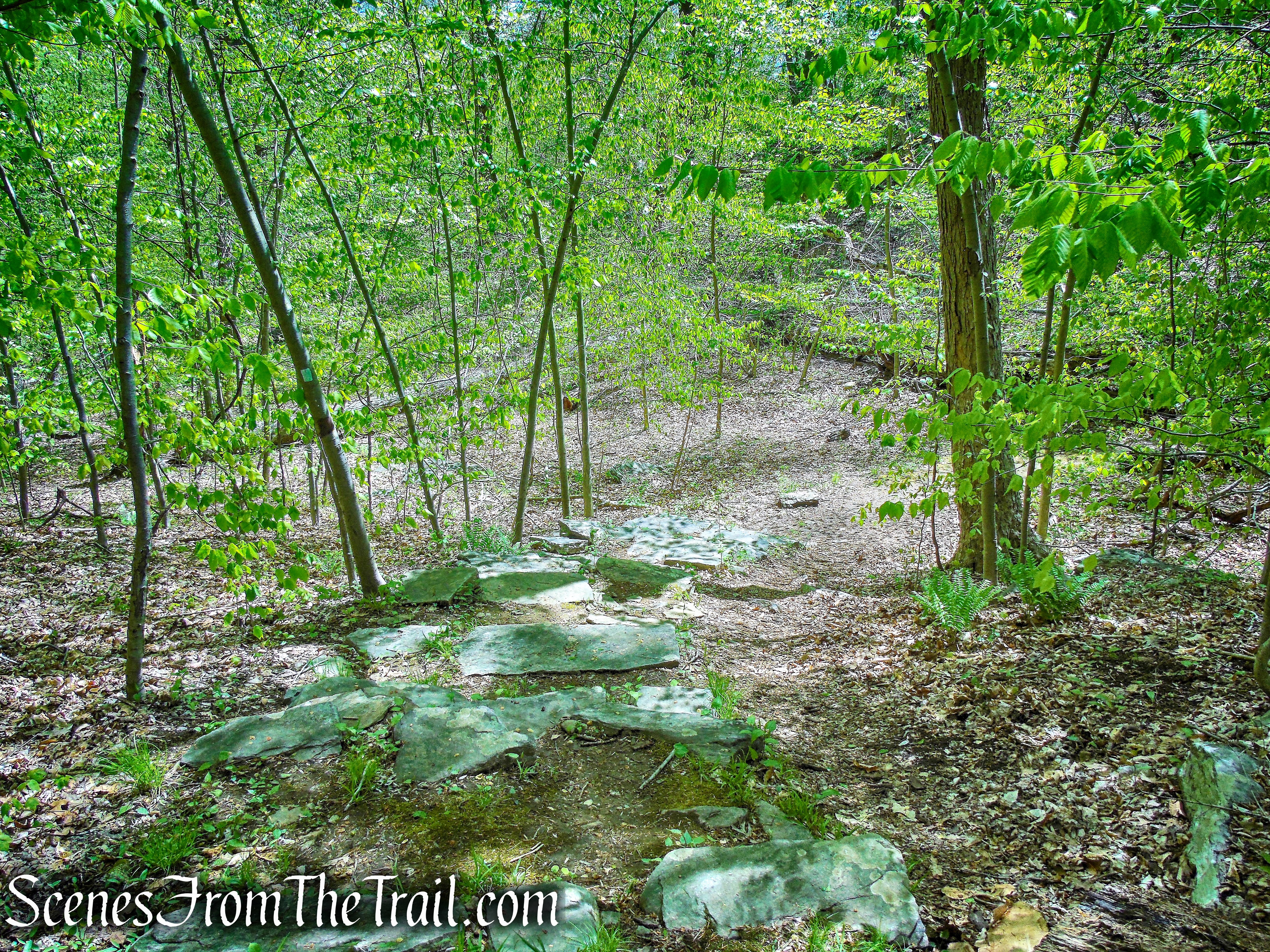 White Trail - Silver Lake Preserve 
