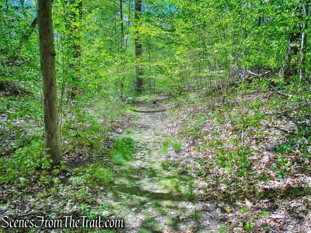 White Trail - Silver Lake Preserve 