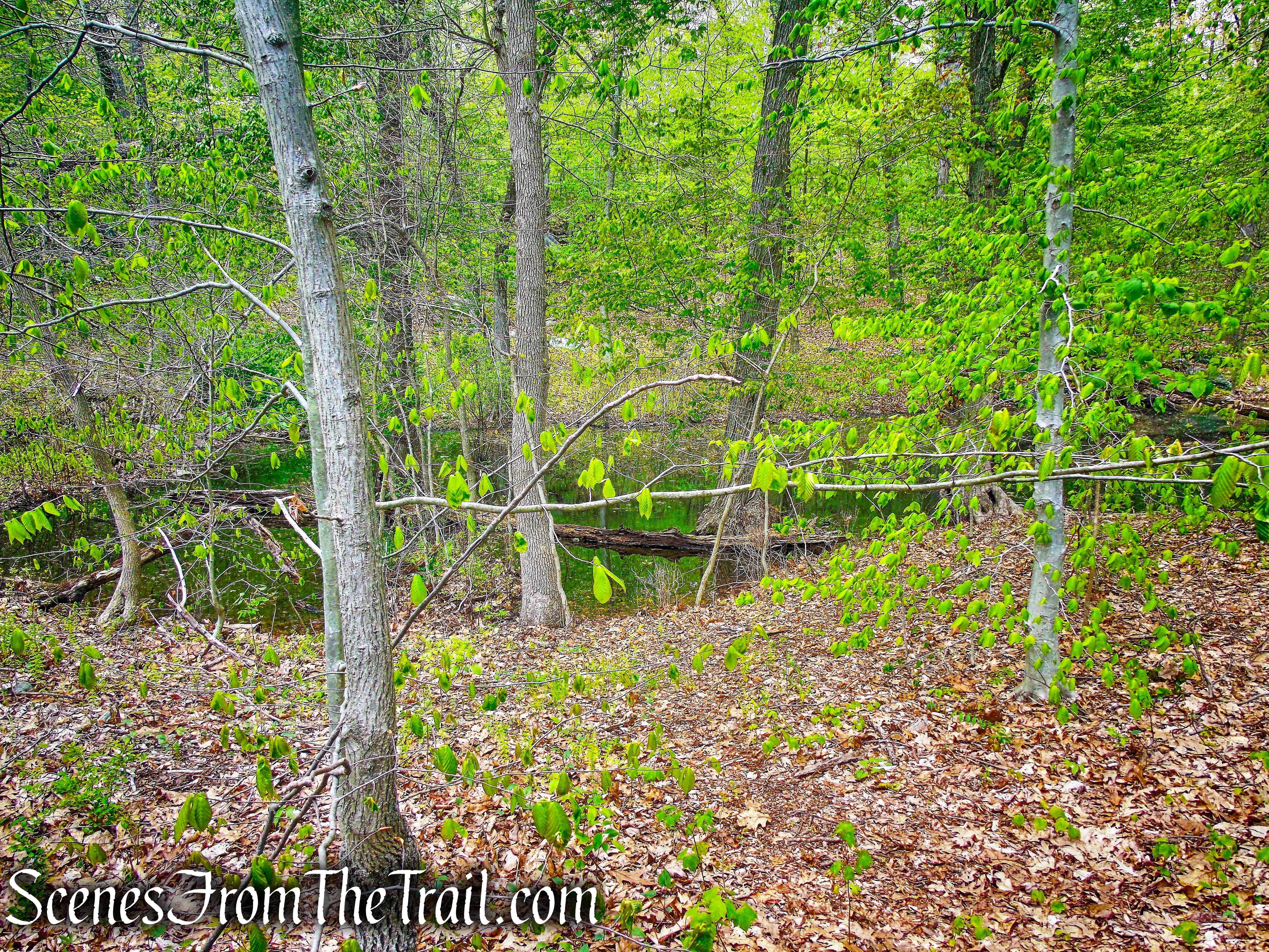 White Trail - Silver Lake Preserve 