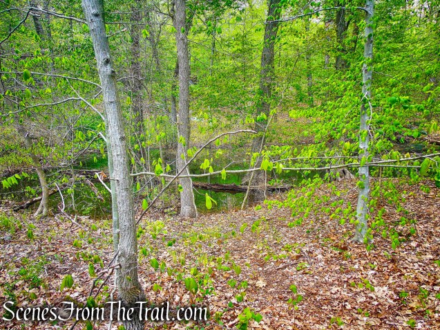 White Trail - Silver Lake Preserve 