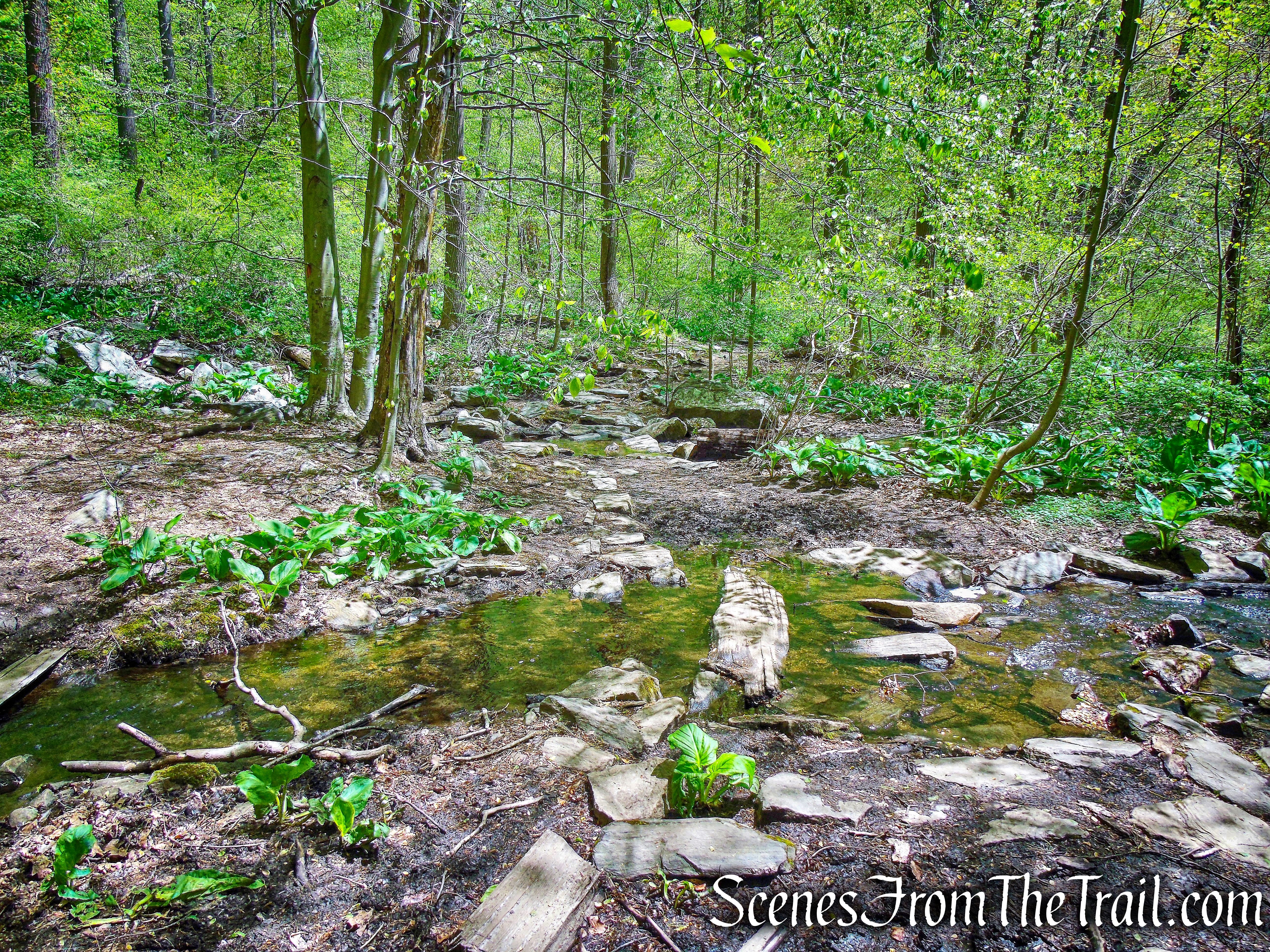 Yellow/White Trails - Silver Lake Preserve 
