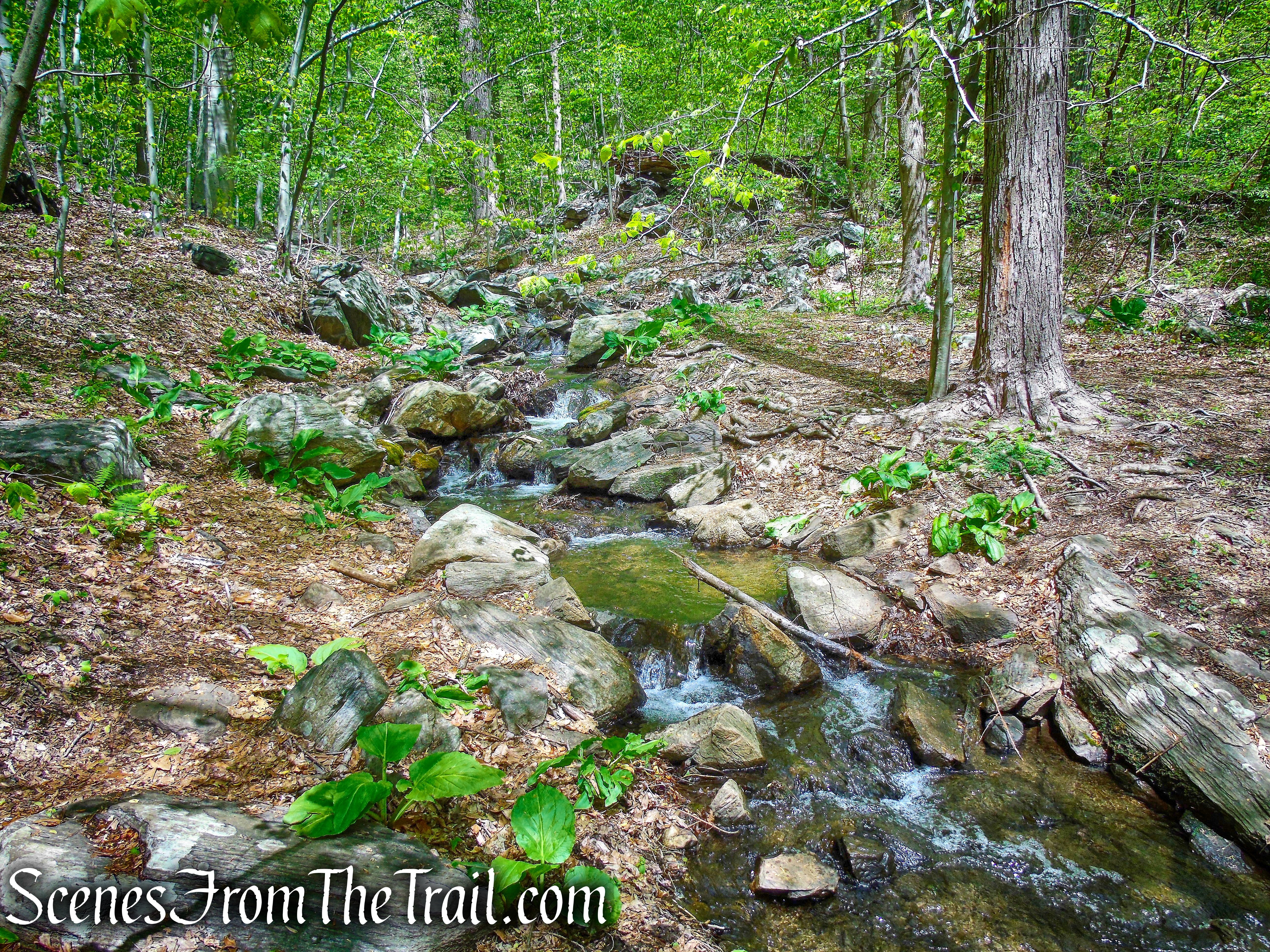 Yellow/White Trails - Silver Lake Preserve 