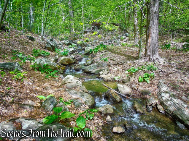 Yellow/White Trails - Silver Lake Preserve 