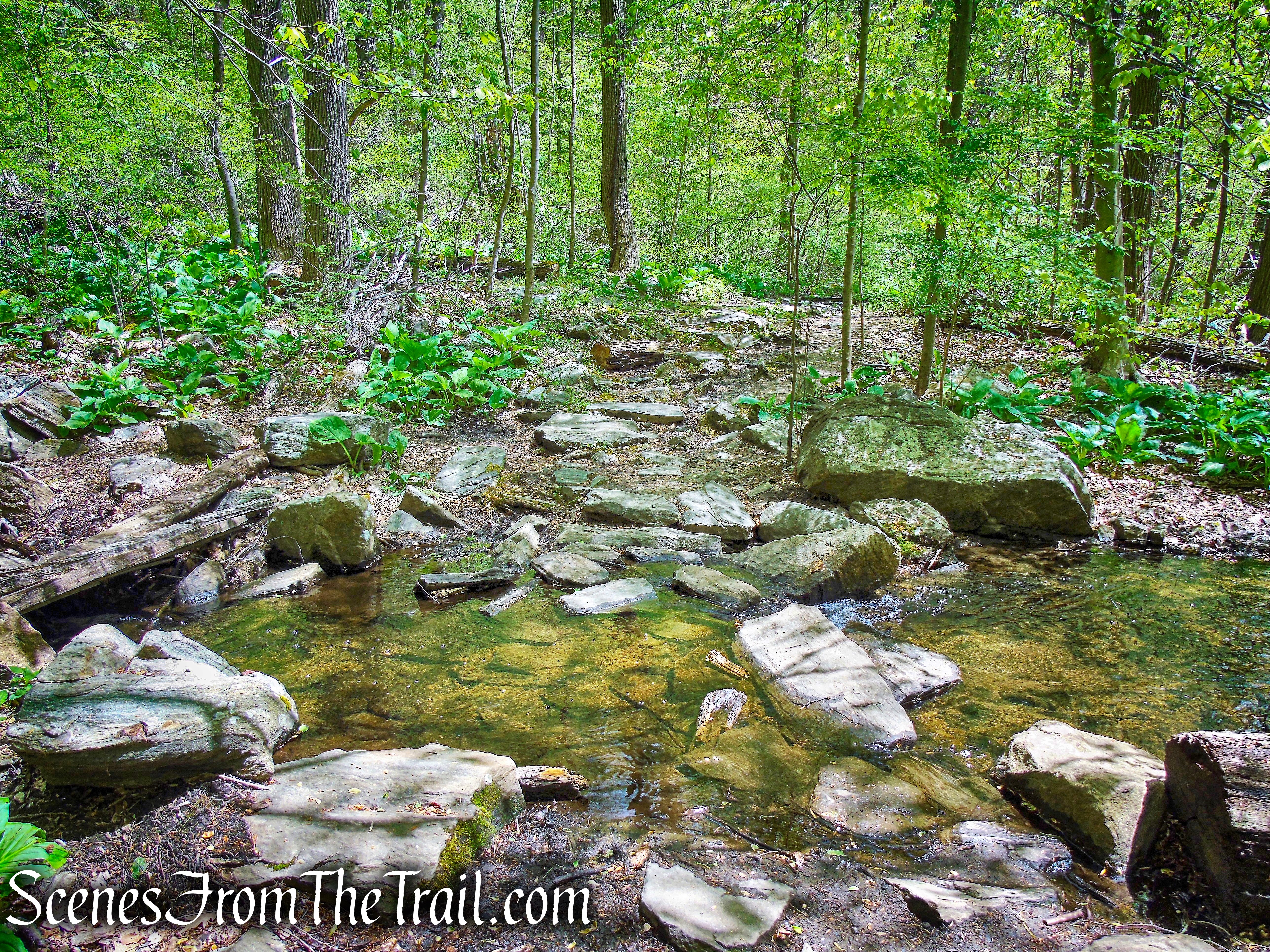 Yellow/White Trails - Silver Lake Preserve 