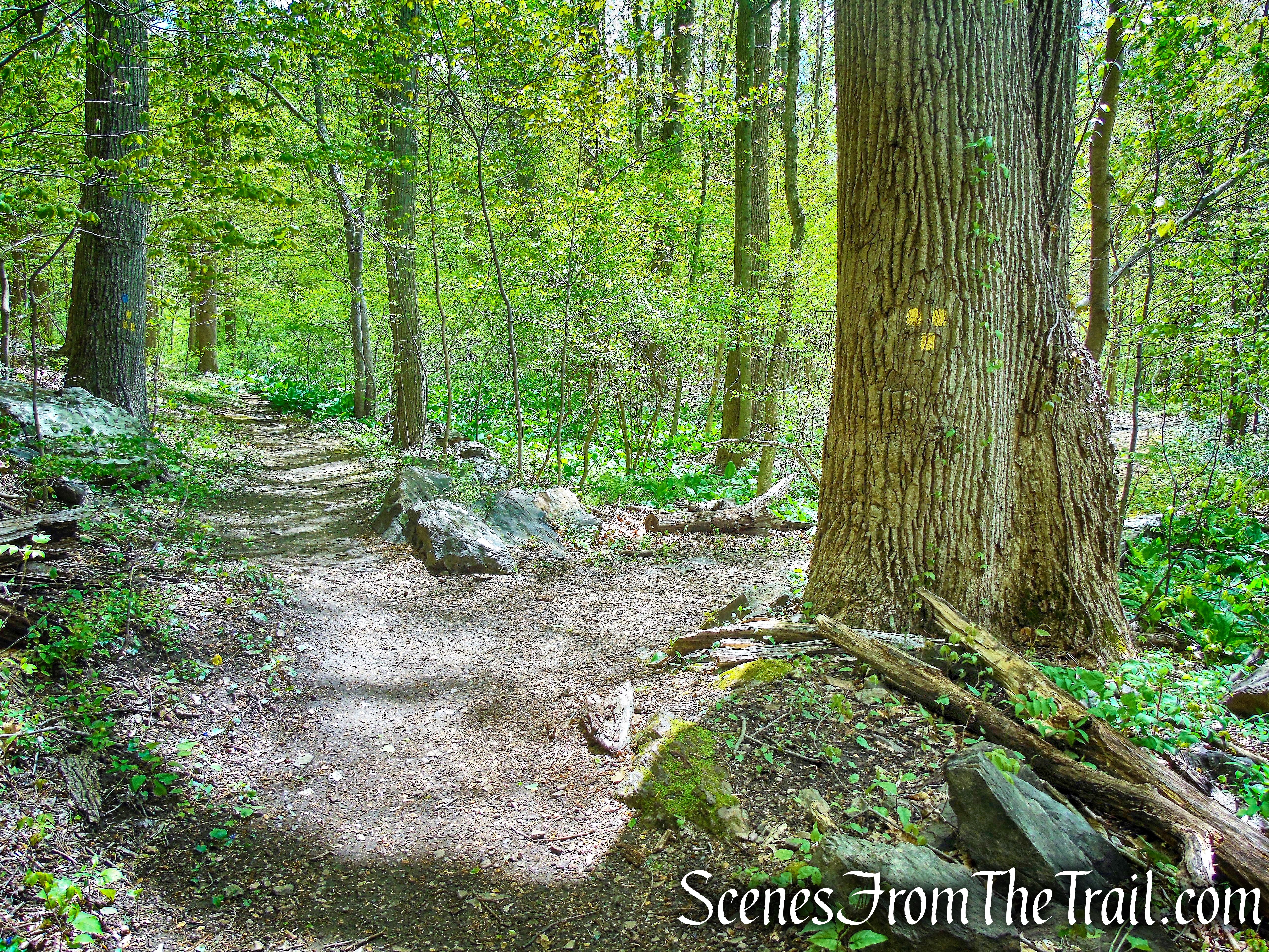 Yellow Trail - Silver Lake Preserve