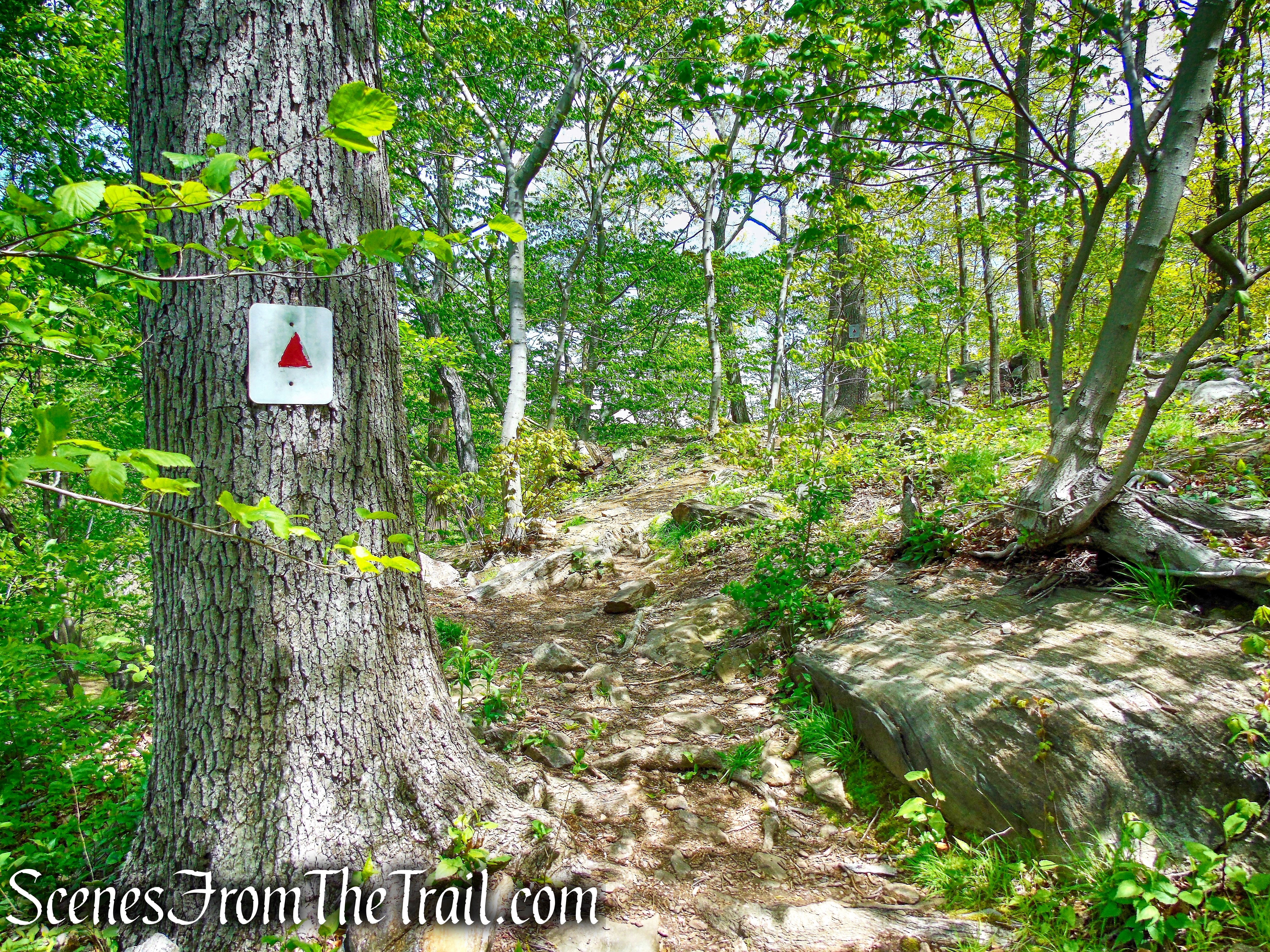 Upper Trail - Larchmont Reservoir