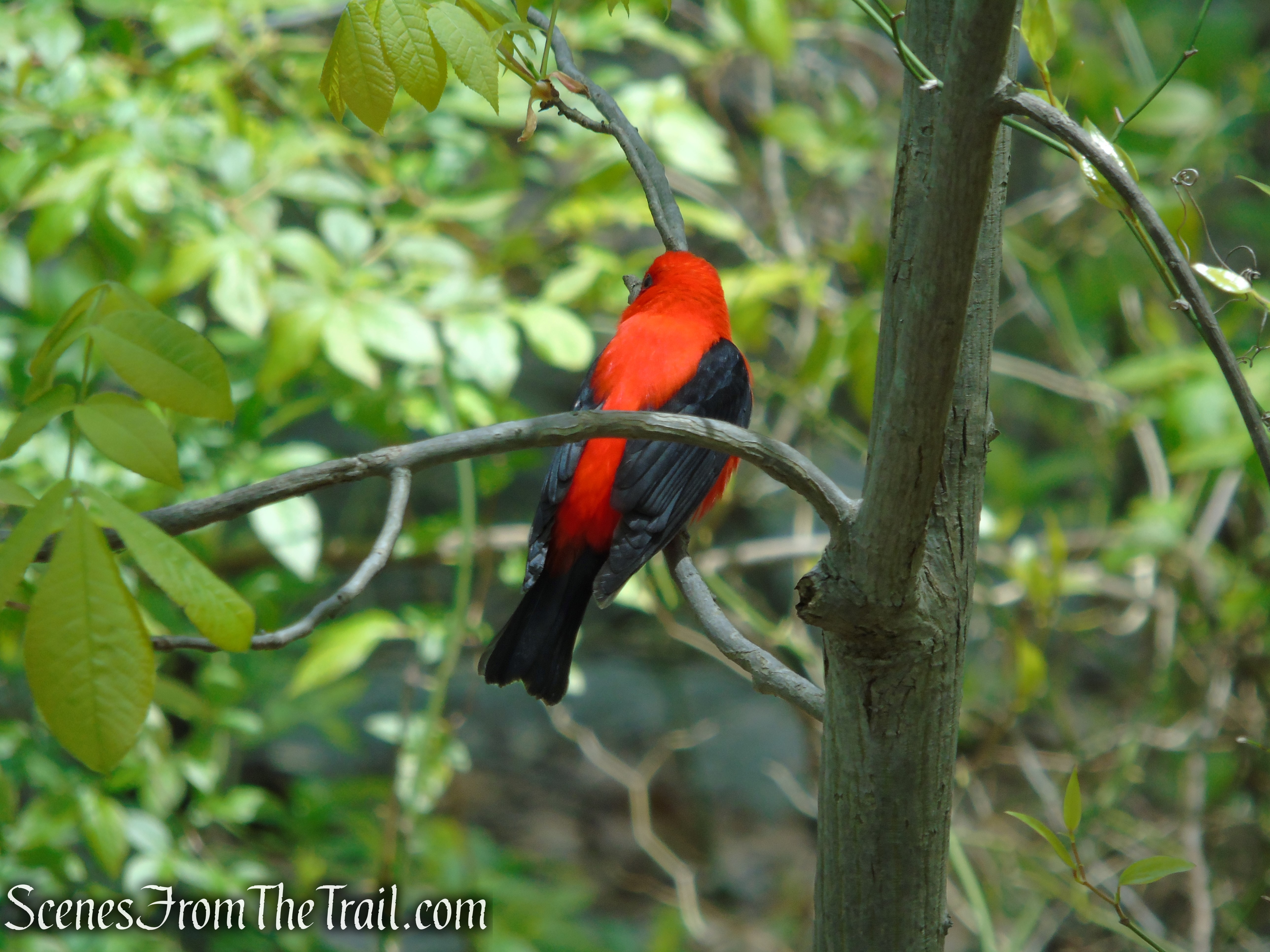 Upper Trail - Larchmont Reservoir