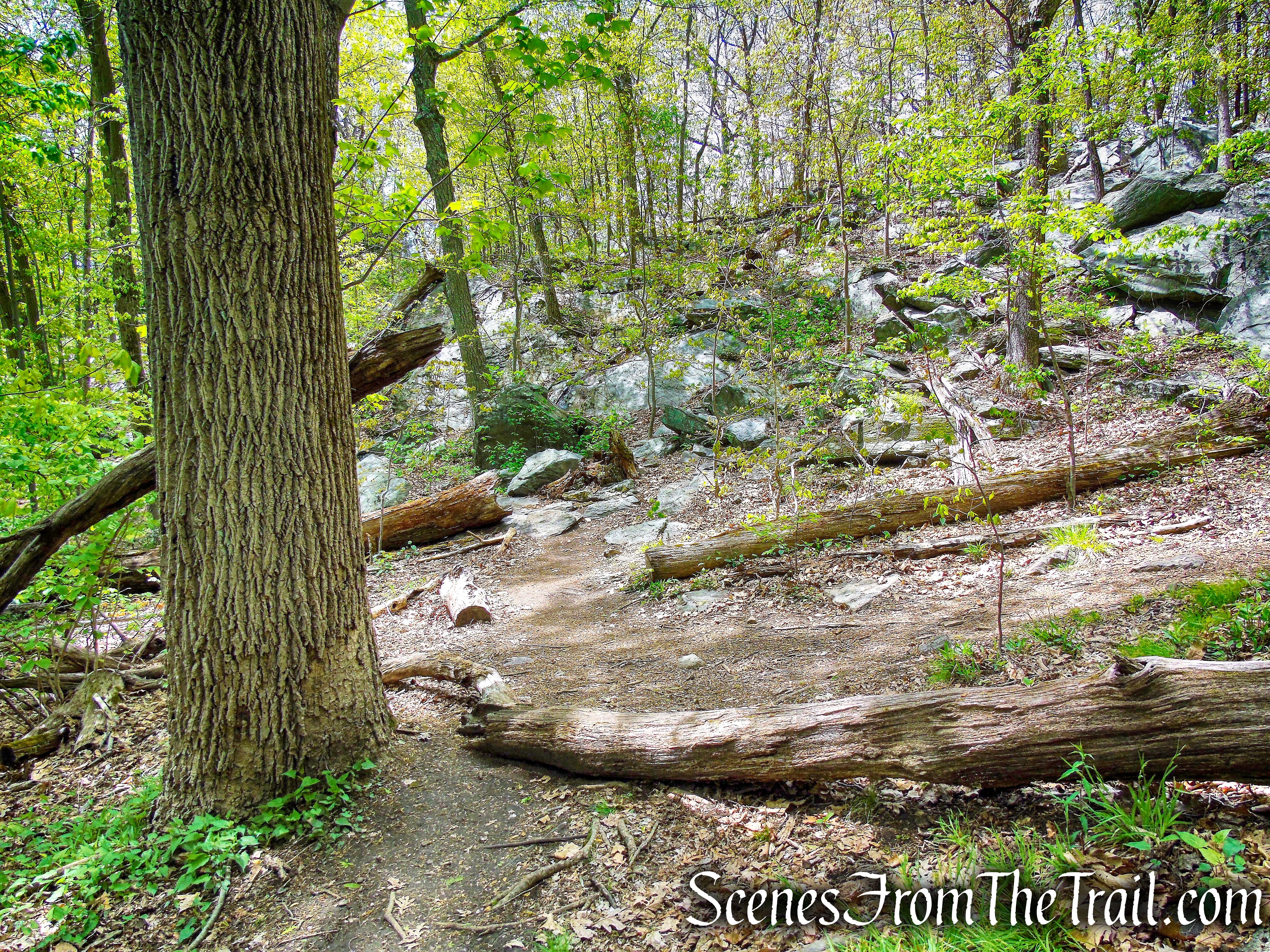 Upper Trail - Larchmont Reservoir