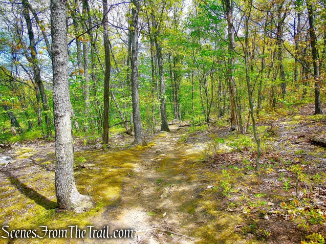 Upper Trail - Larchmont Reservoir