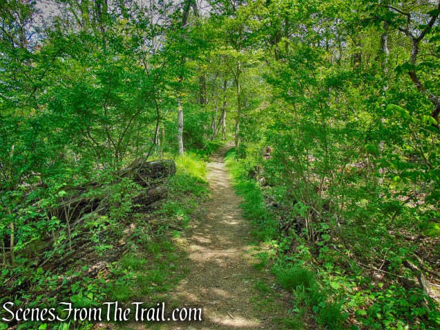 Upper Trail - Larchmont Reservoir