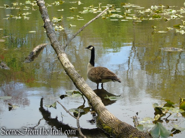 Goodliffe Pond - Larchmont Reservoir