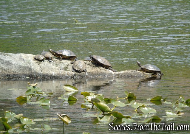 Goodliffe Pond - Larchmont Reservoir