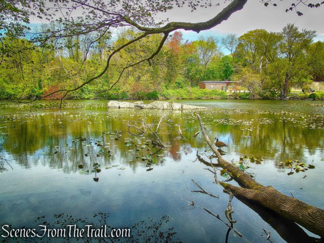 Goodliffe Pond - Larchmont Reservoir