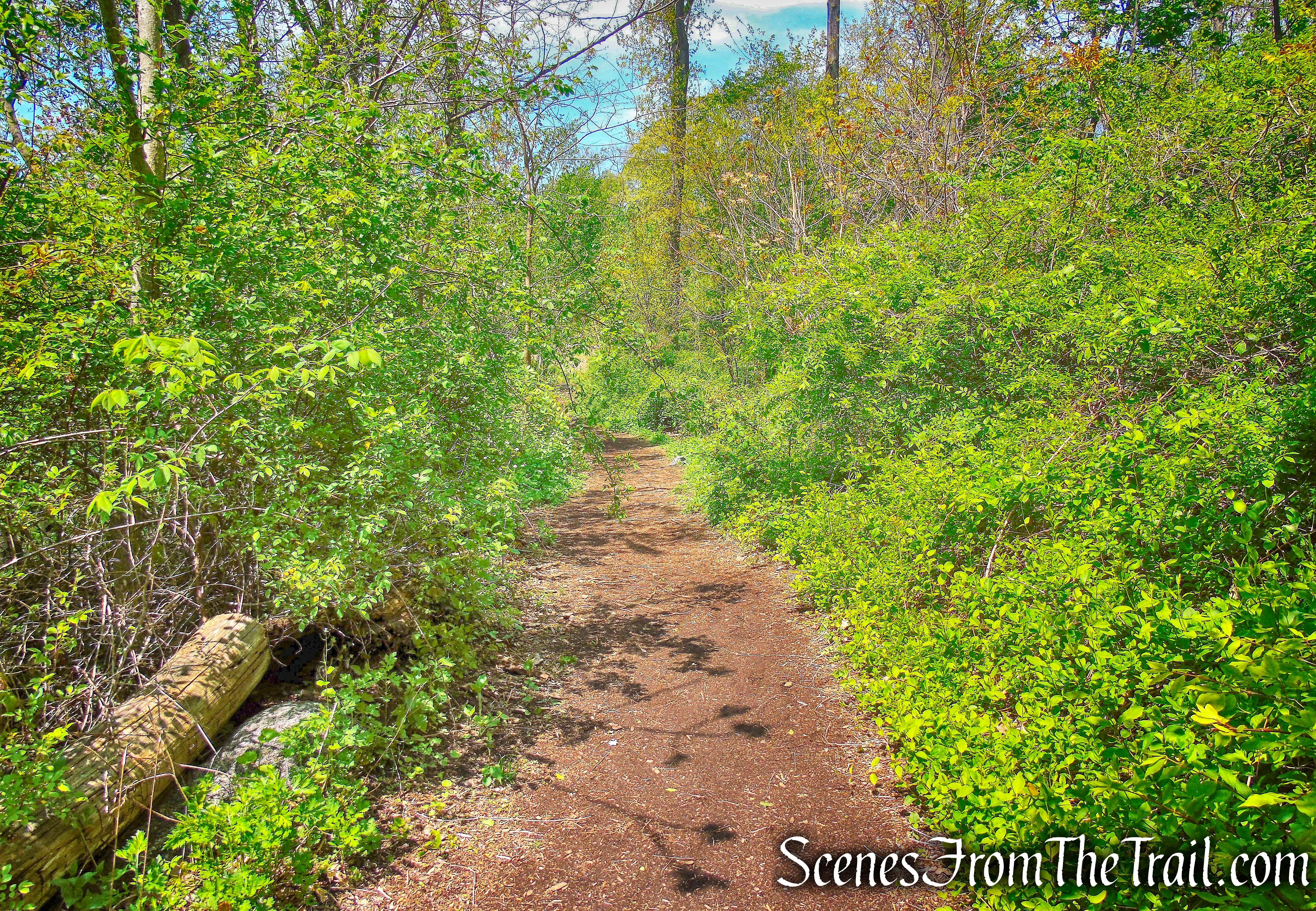 Leddy Trail - Larchmont Reservoir