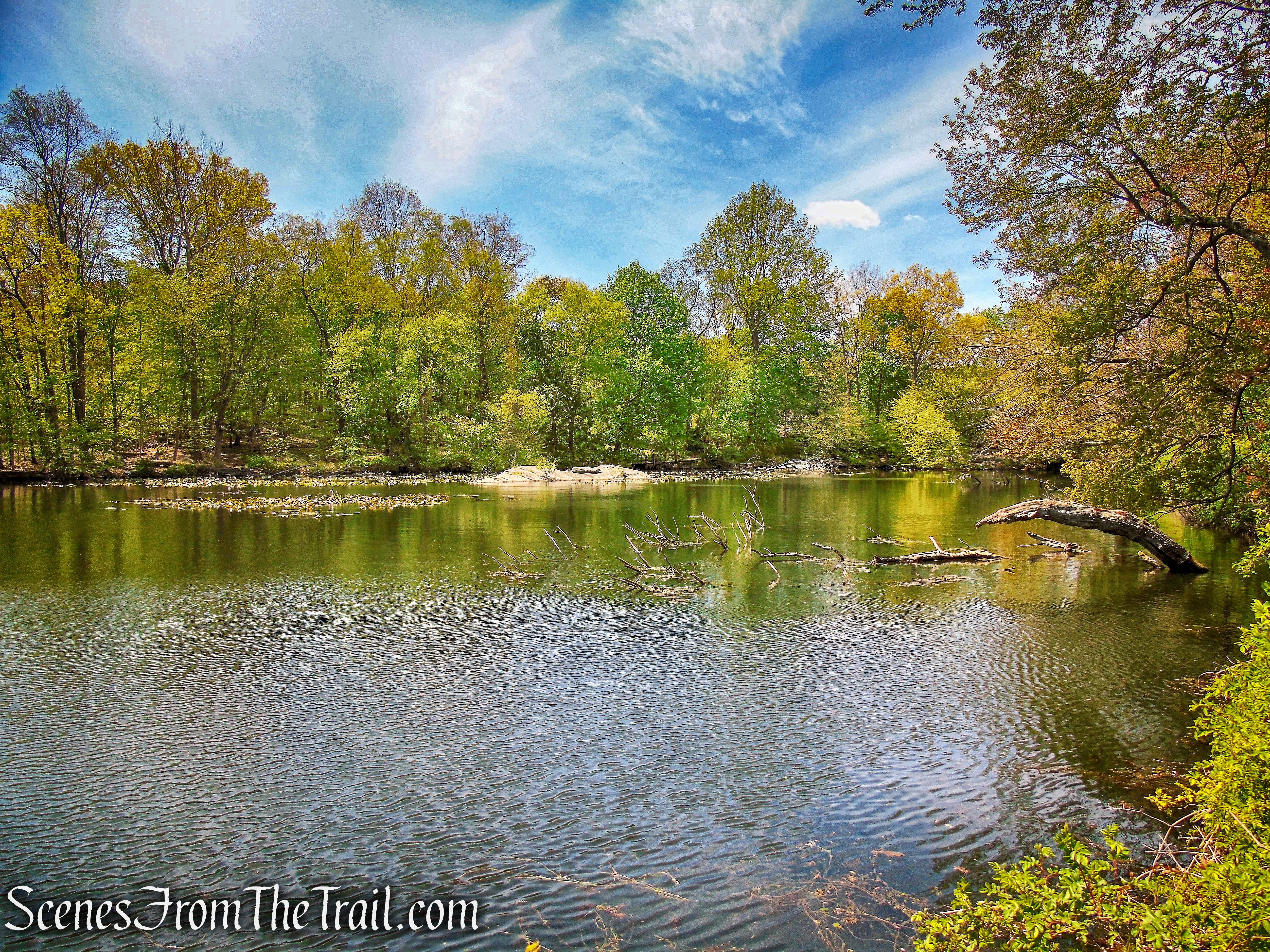 Goodliffe Pond - Larchmont Reservoir