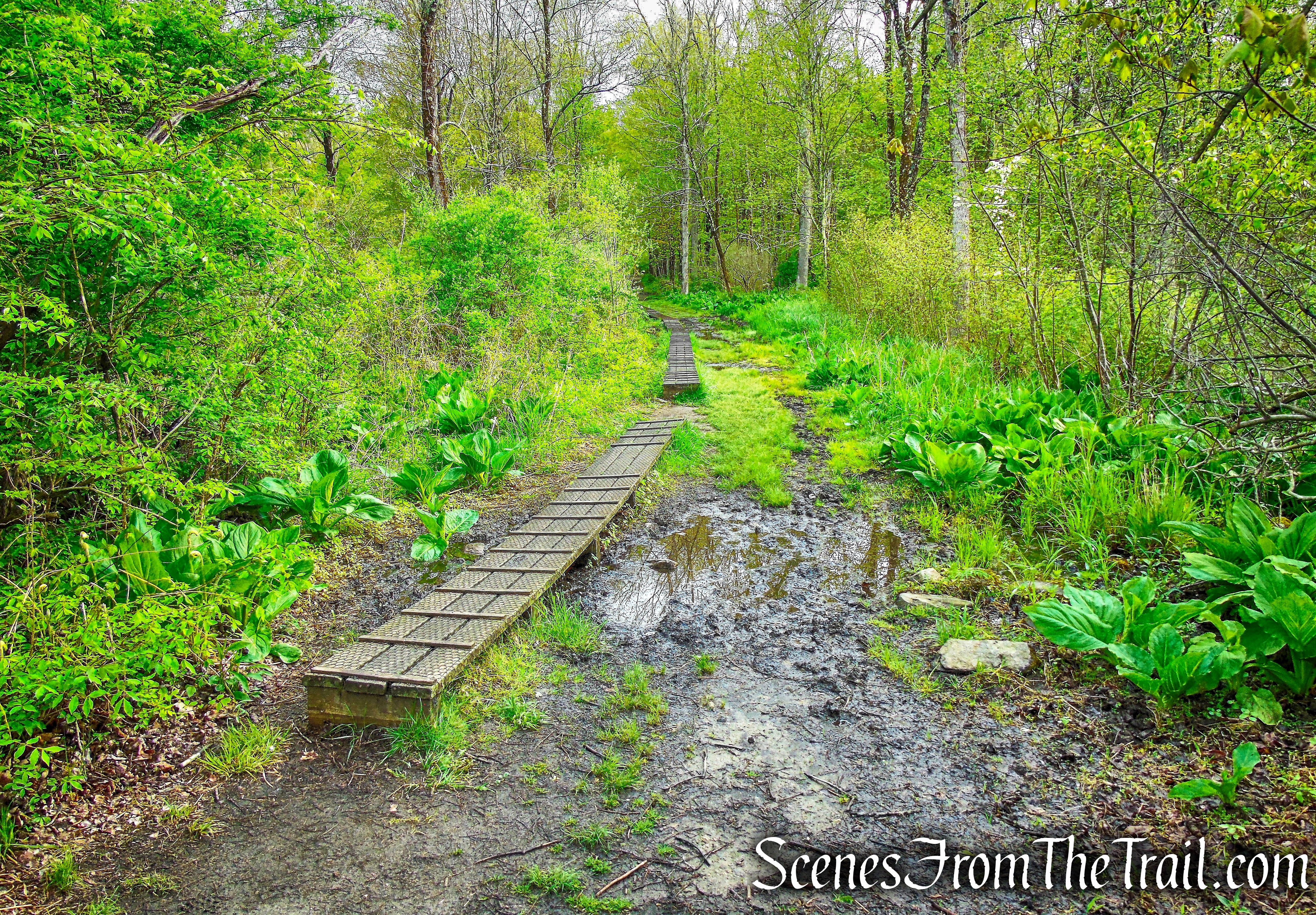 Fox Hill Trail - Ward Pound Ridge Reservation