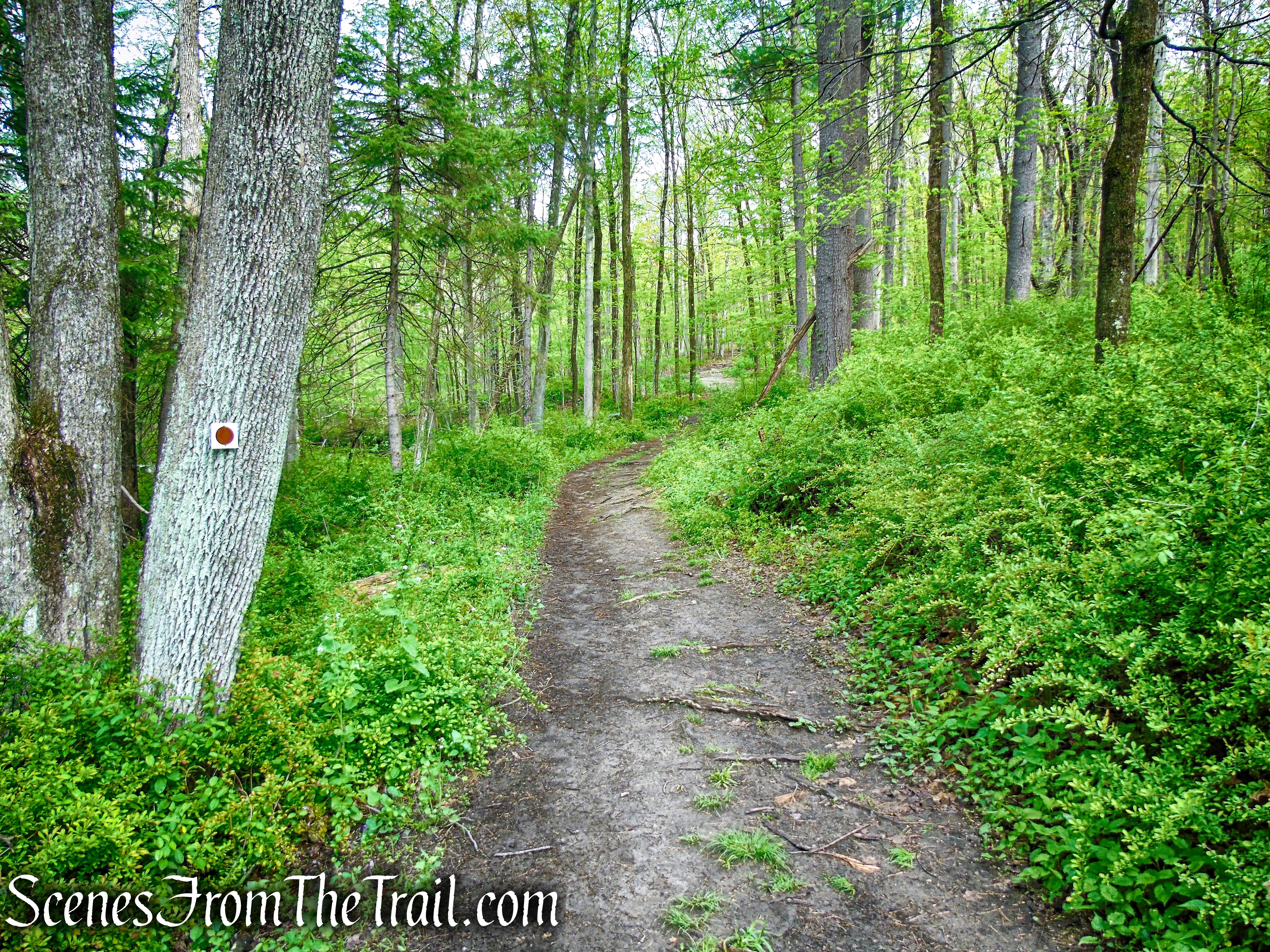 Brown Trail - Ward Pound Ridge Reservation