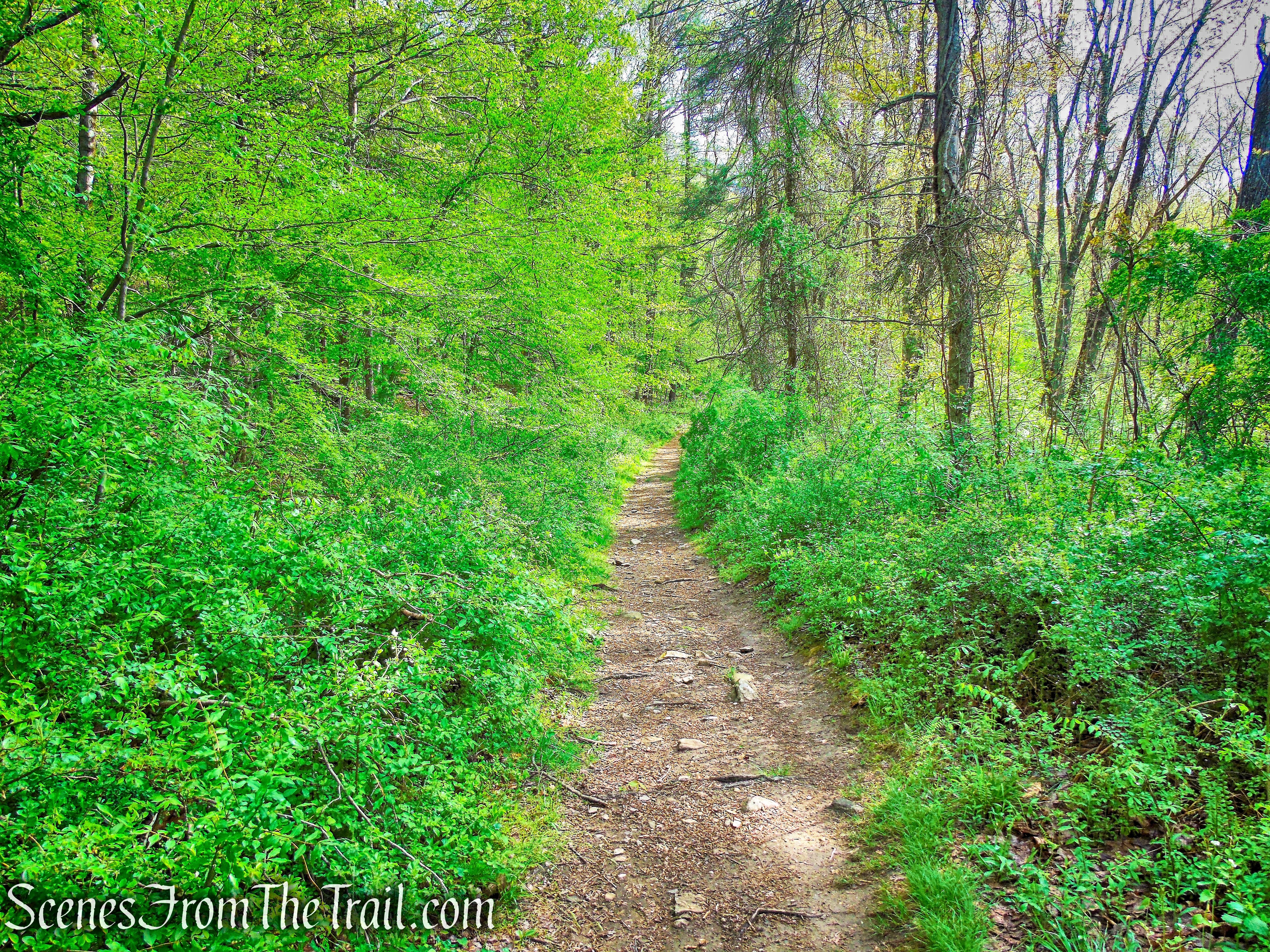 Brown Trail - Ward Pound Ridge Reservation