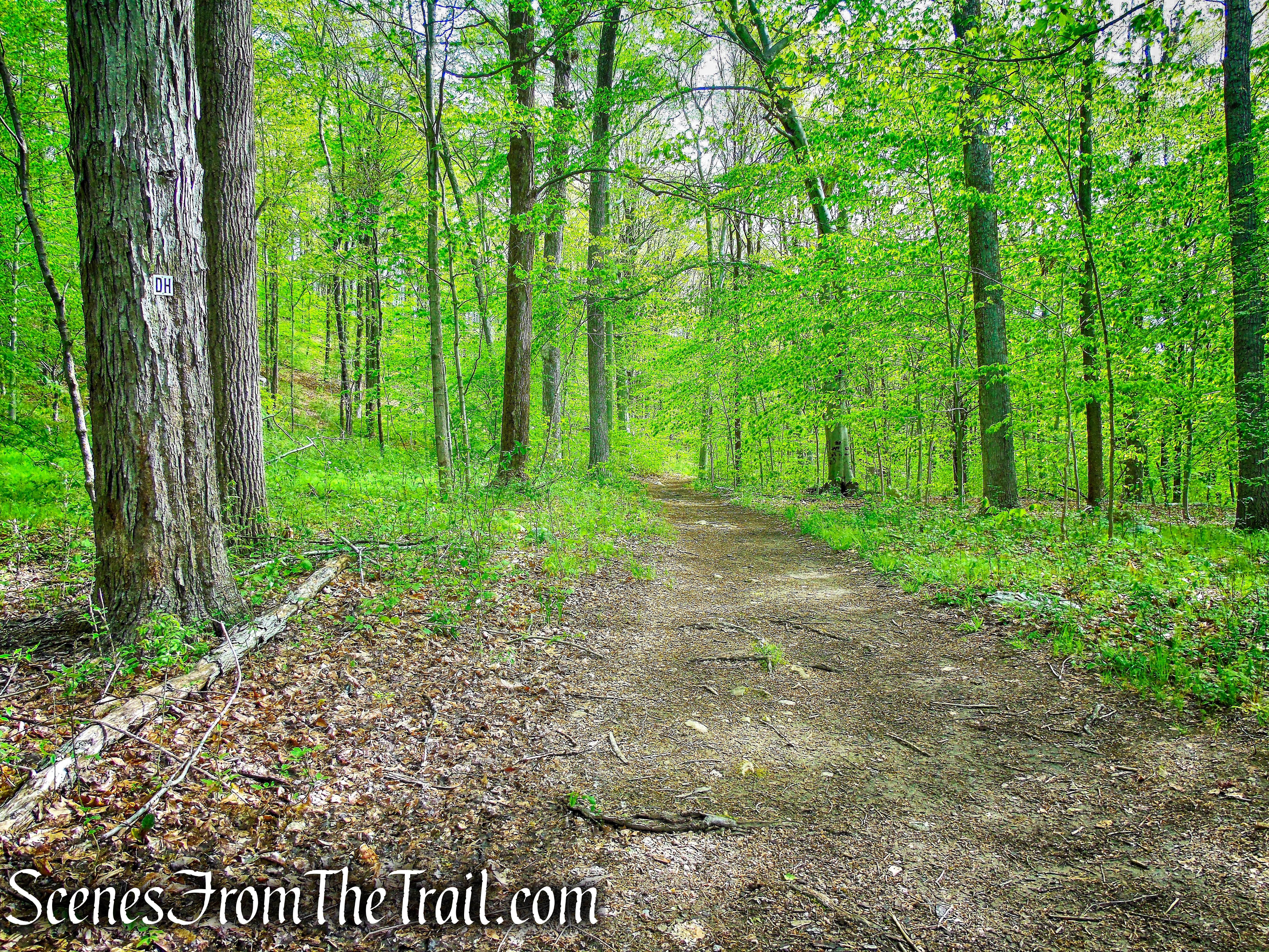 Deer Hollow Trail - Ward Pound Ridge Reservation