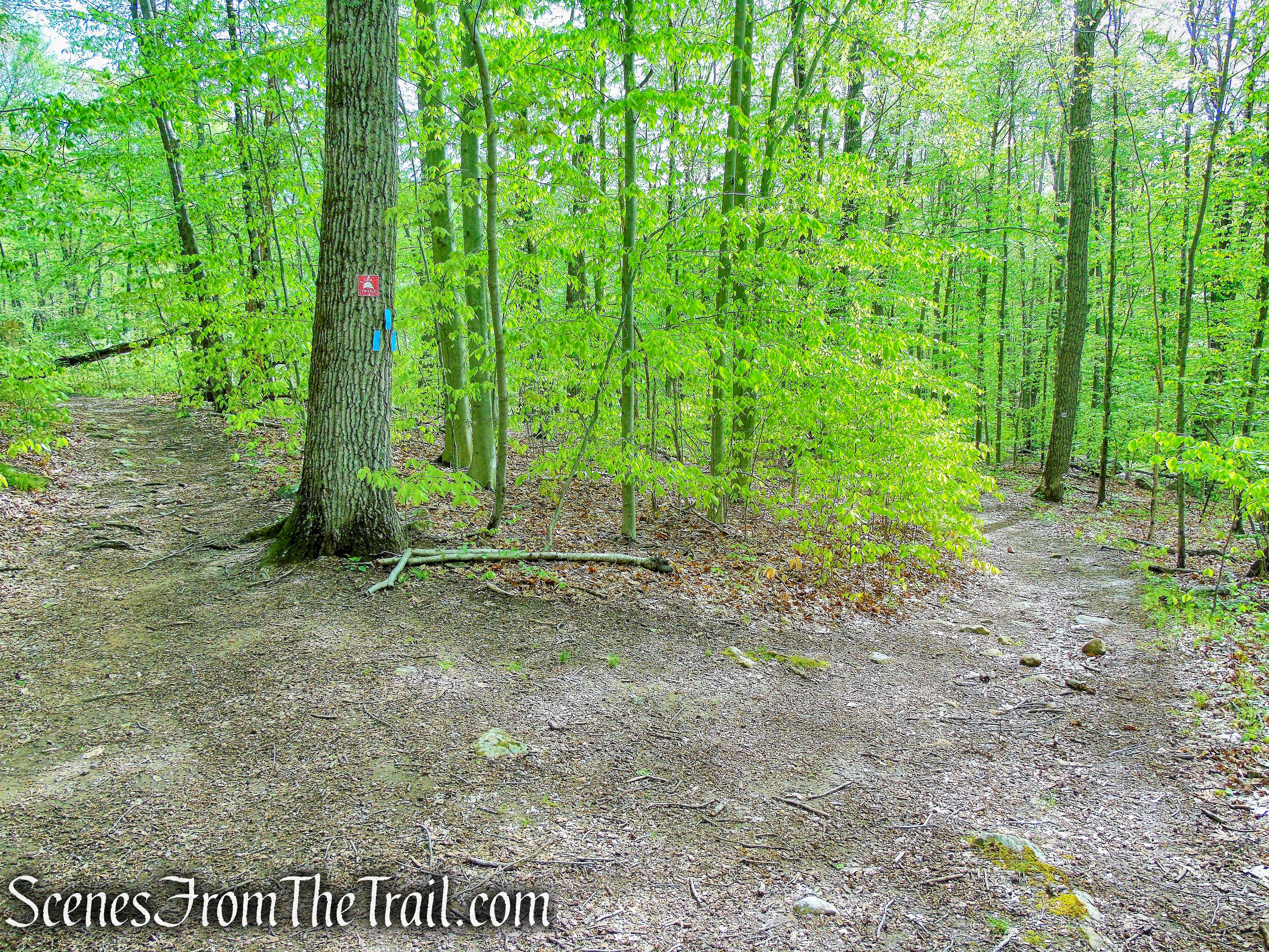 Deer Hollow Trail - Ward Pound Ridge Reservation
